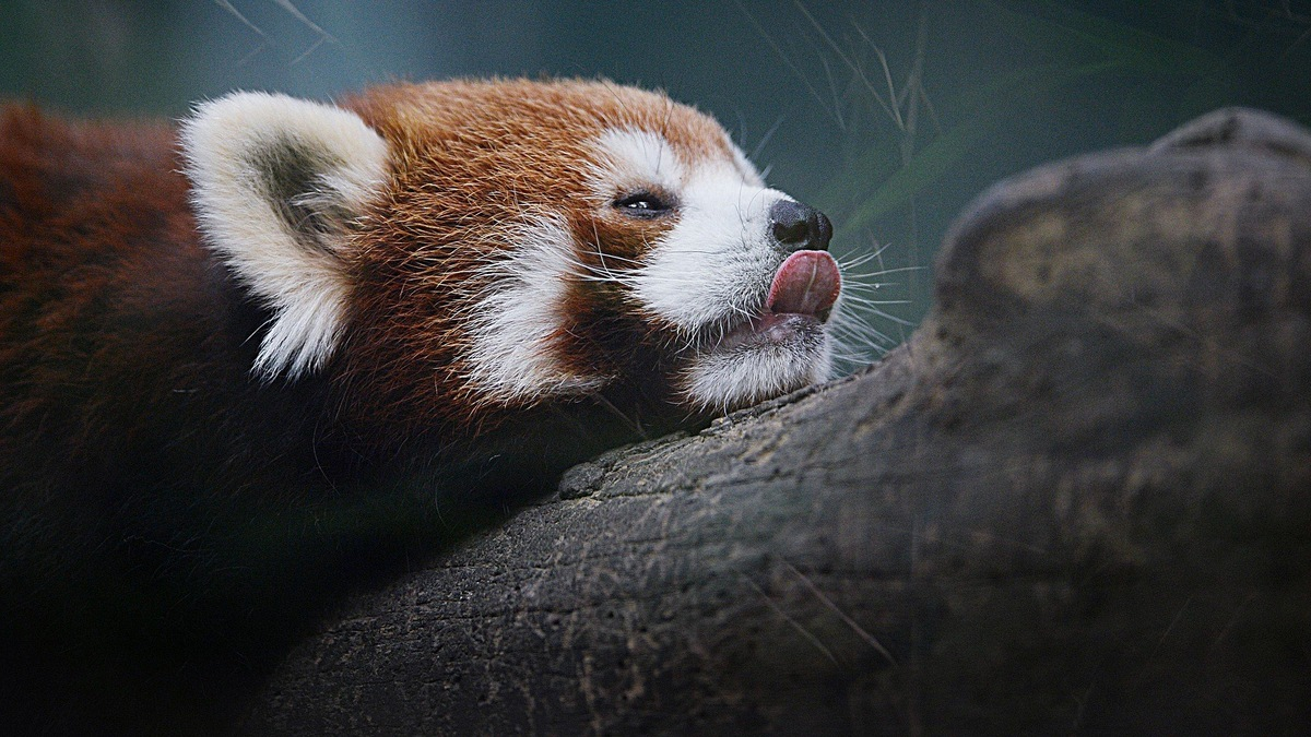 Red Panda: How a purebred predator became a vegan. Severe consequences of nutritional restructuring - Red panda, Animals, Wild animals, Yandex Zen, Yandex Zen (link), Longpost