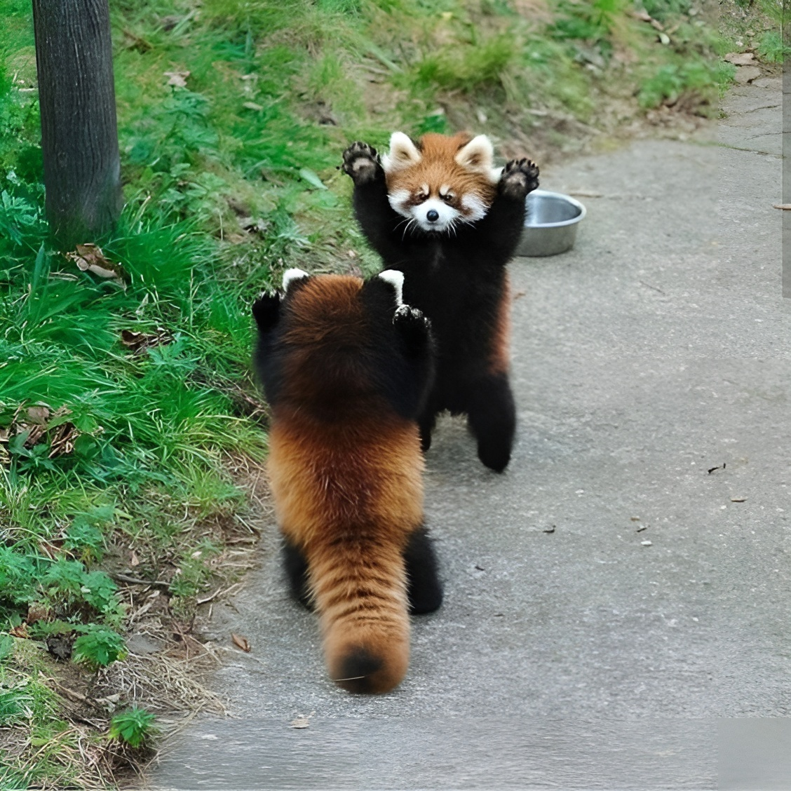 Red Panda: How a purebred predator became a vegan. Severe consequences of nutritional restructuring - Red panda, Animals, Wild animals, Yandex Zen, Yandex Zen (link), Longpost