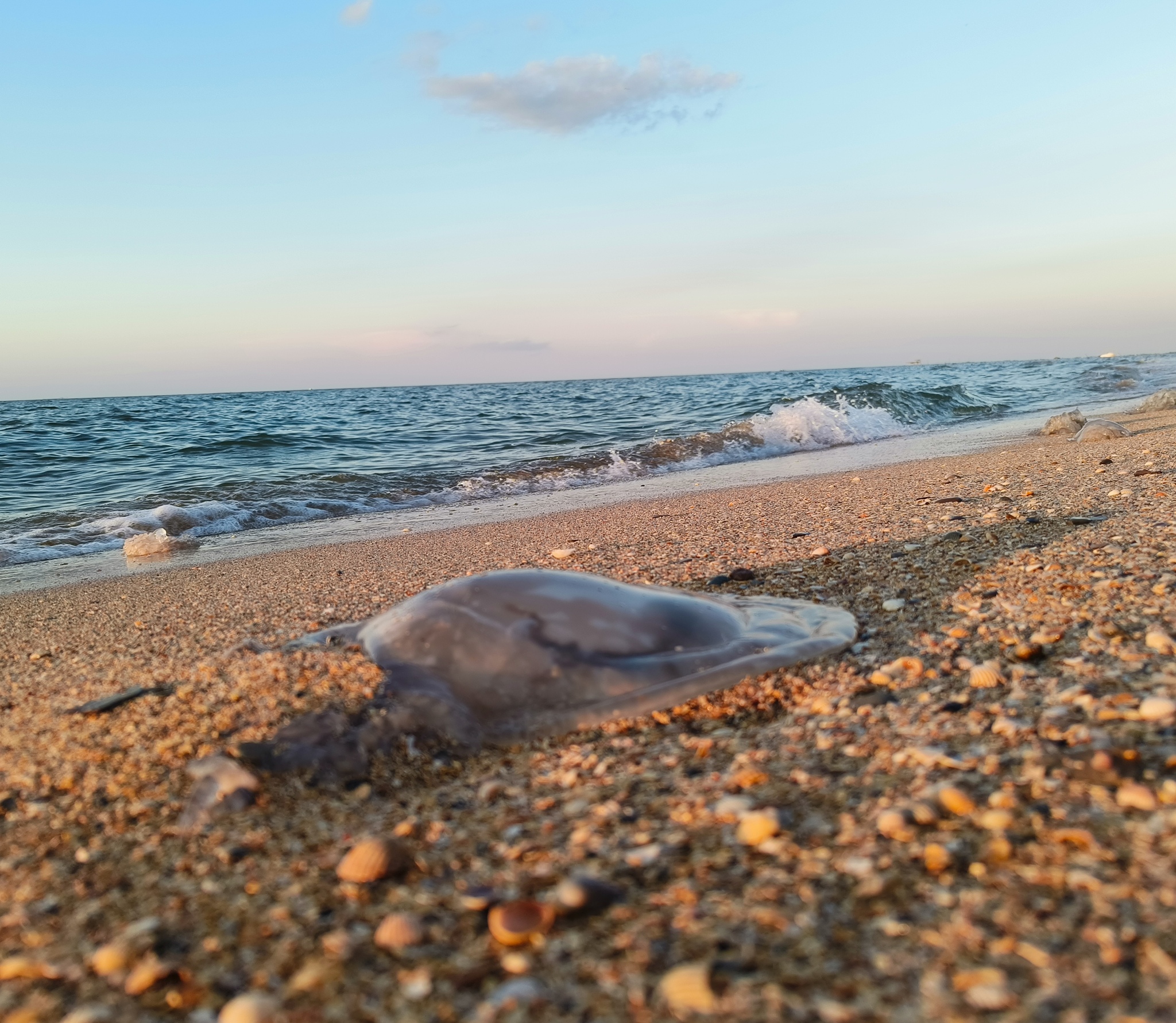 A piece of summer - My, Vacation, Sea, Mobile photography, Jellyfish, Seashells, Negative