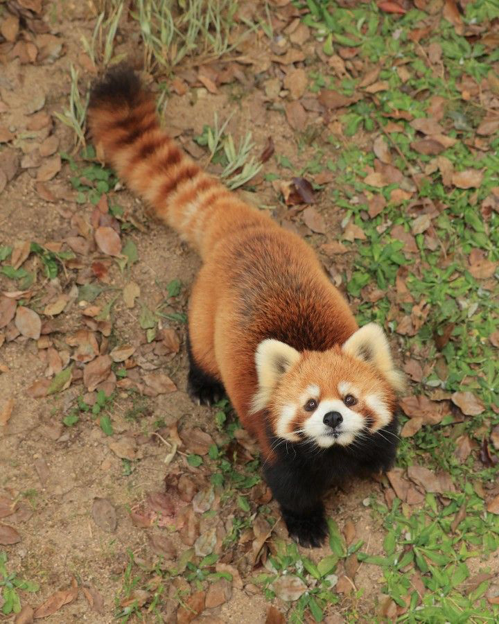 Red Panda: How a purebred predator became a vegan. Severe consequences of nutritional restructuring - Red panda, Animals, Wild animals, Yandex Zen, Yandex Zen (link), Longpost