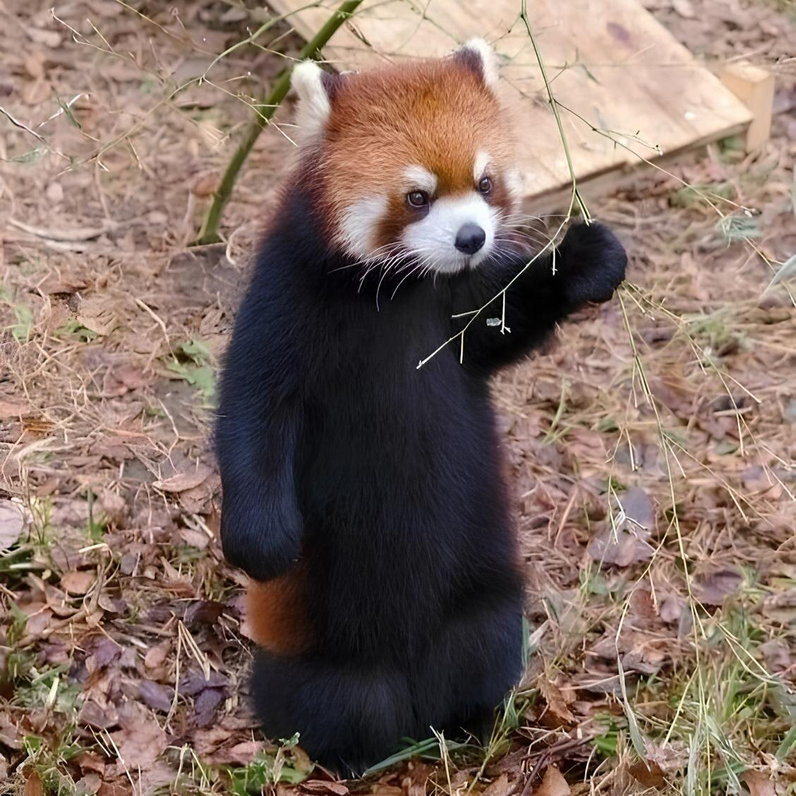 Red Panda: How a purebred predator became a vegan. Severe consequences of nutritional restructuring - Red panda, Animals, Wild animals, Yandex Zen, Yandex Zen (link), Longpost