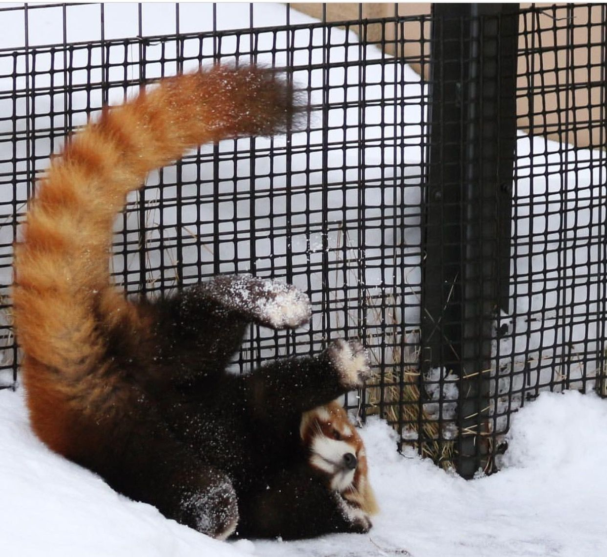 Red Panda: How a purebred predator became a vegan. Severe consequences of nutritional restructuring - Red panda, Animals, Wild animals, Yandex Zen, Yandex Zen (link), Longpost