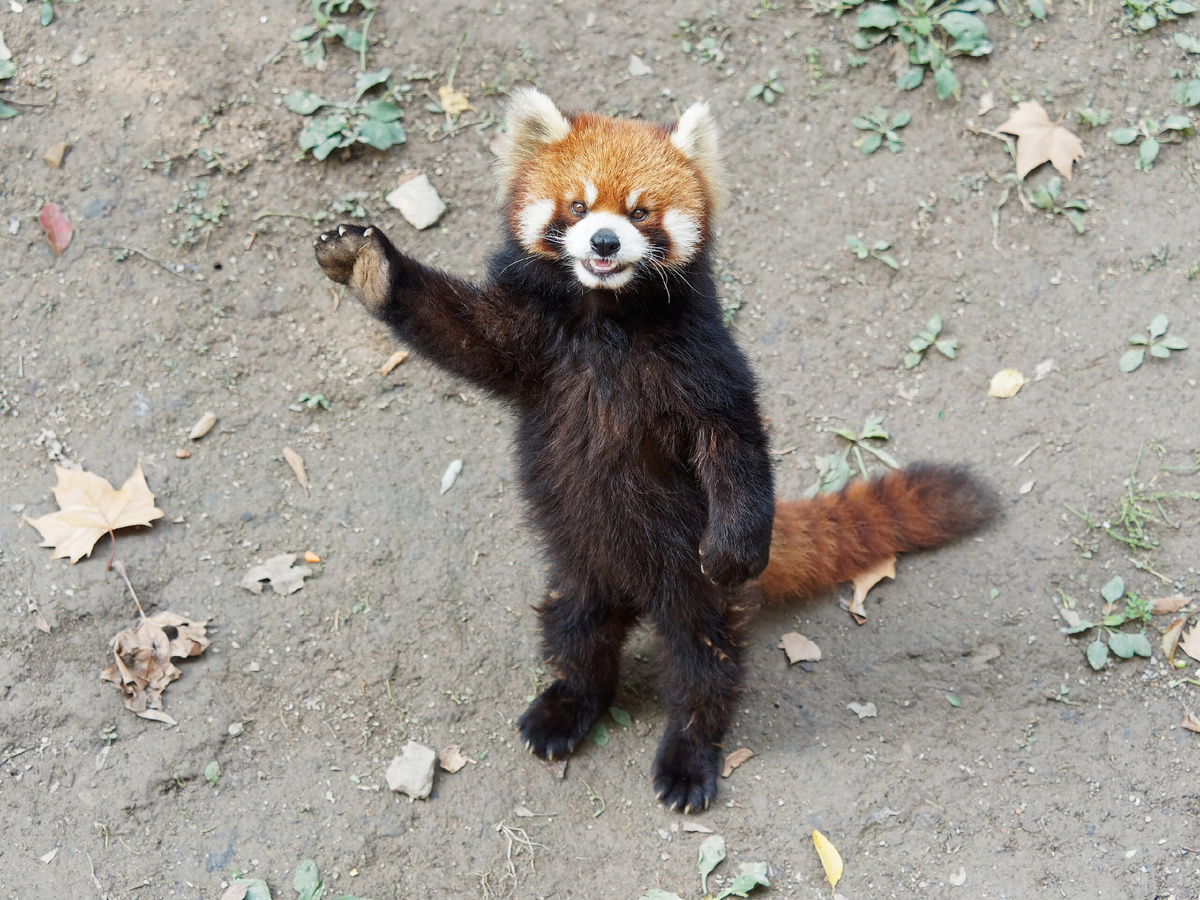 Red Panda: How a purebred predator became a vegan. Severe consequences of nutritional restructuring - Red panda, Animals, Wild animals, Yandex Zen, Yandex Zen (link), Longpost