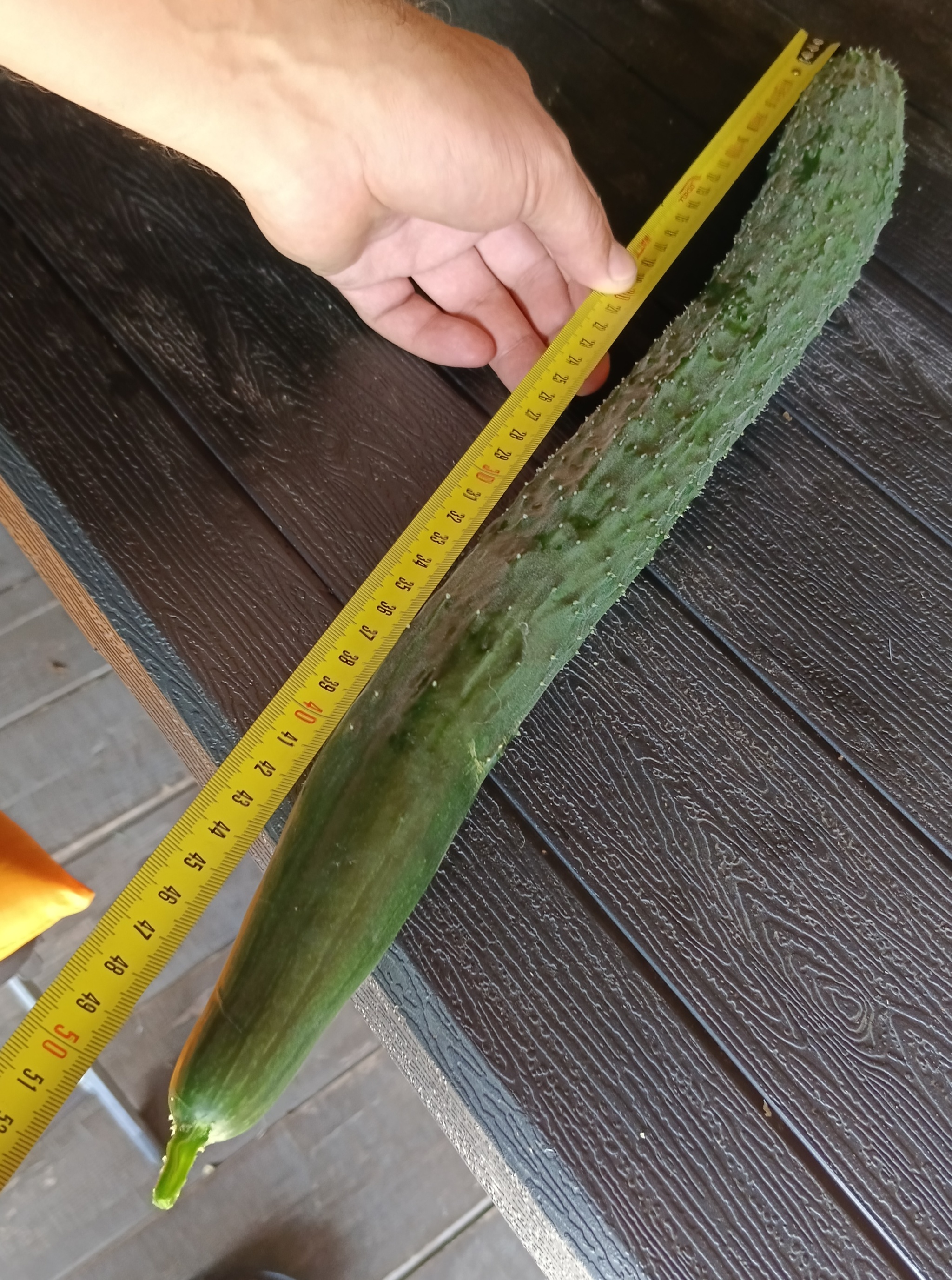 Well almost... - 49 and 5, Harvest, Cucumbers, Сельское хозяйство