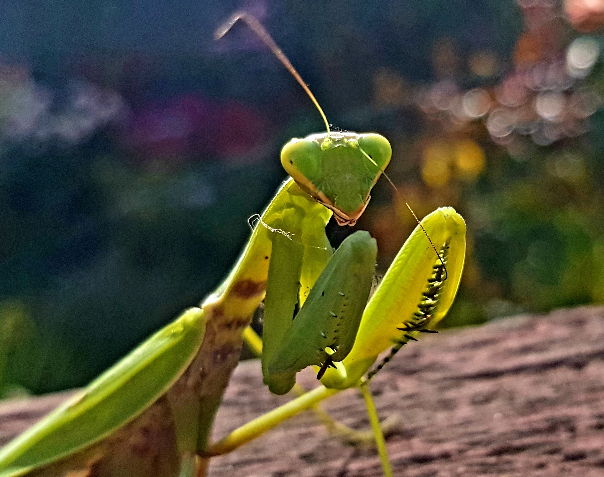 Watching with the persistent gaze of compound eyes - My, Entomology, Insects, Mantis, Macro photography, Steppe, Informative, Predatory animals, Mobile photography, Longpost