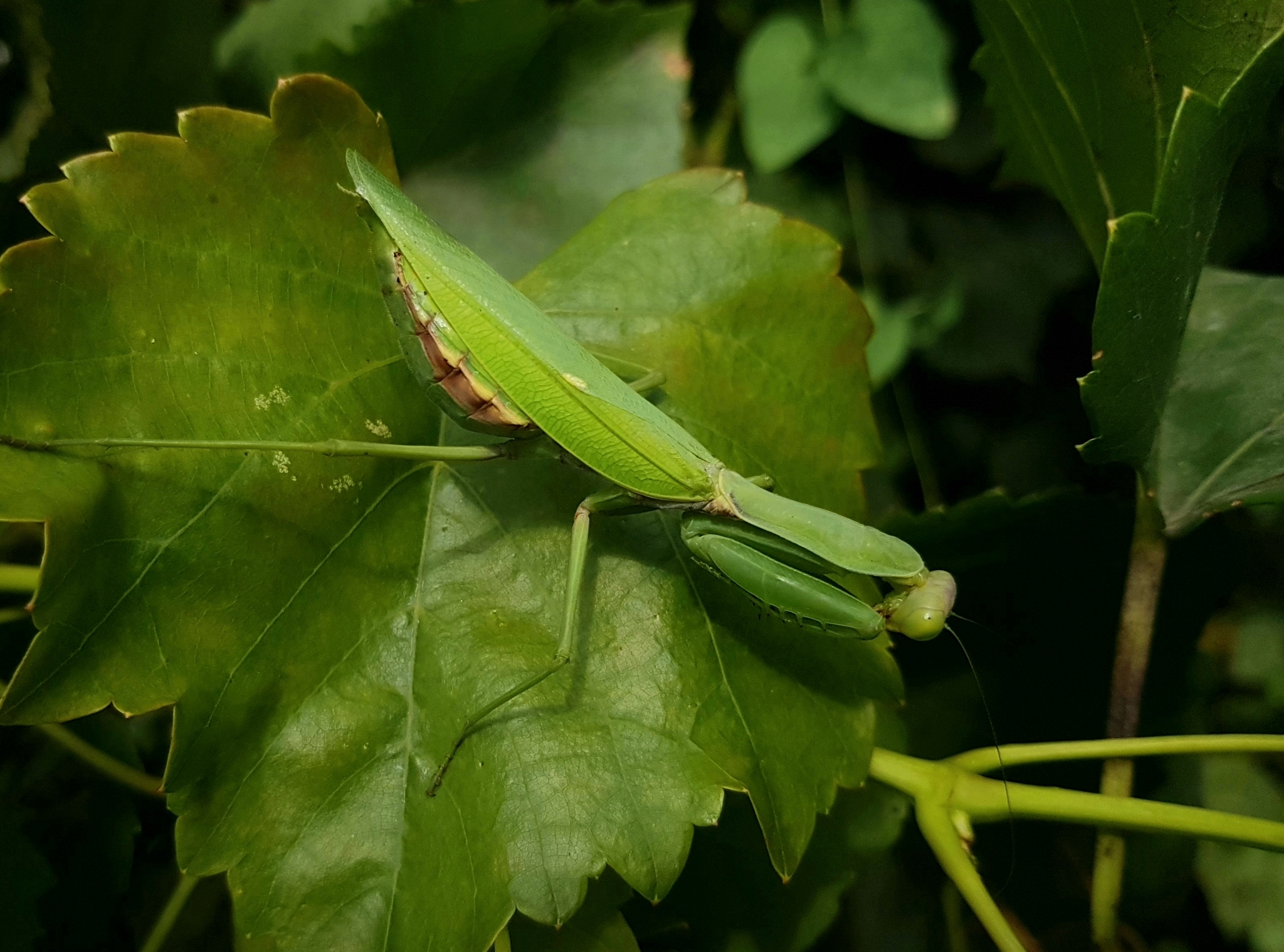 Watching with the persistent gaze of compound eyes - My, Entomology, Insects, Mantis, Macro photography, Steppe, Informative, Predatory animals, Mobile photography, Longpost