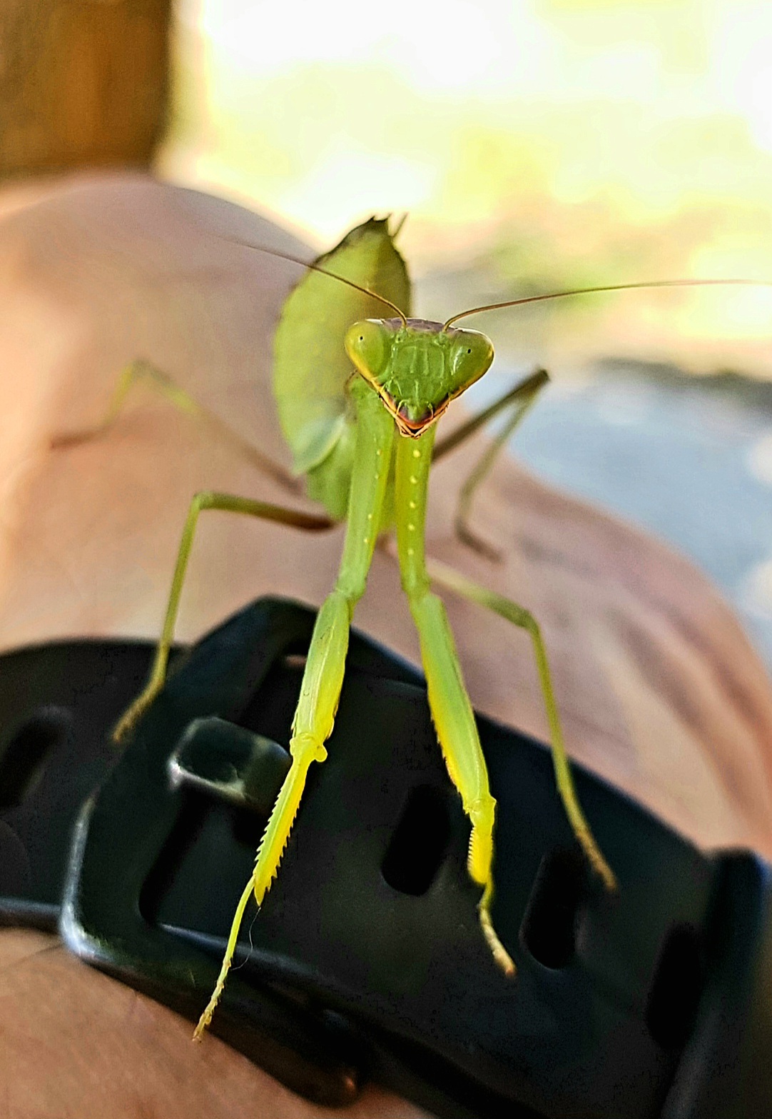 Watching with the persistent gaze of compound eyes - My, Entomology, Insects, Mantis, Macro photography, Steppe, Informative, Predatory animals, Mobile photography, Longpost