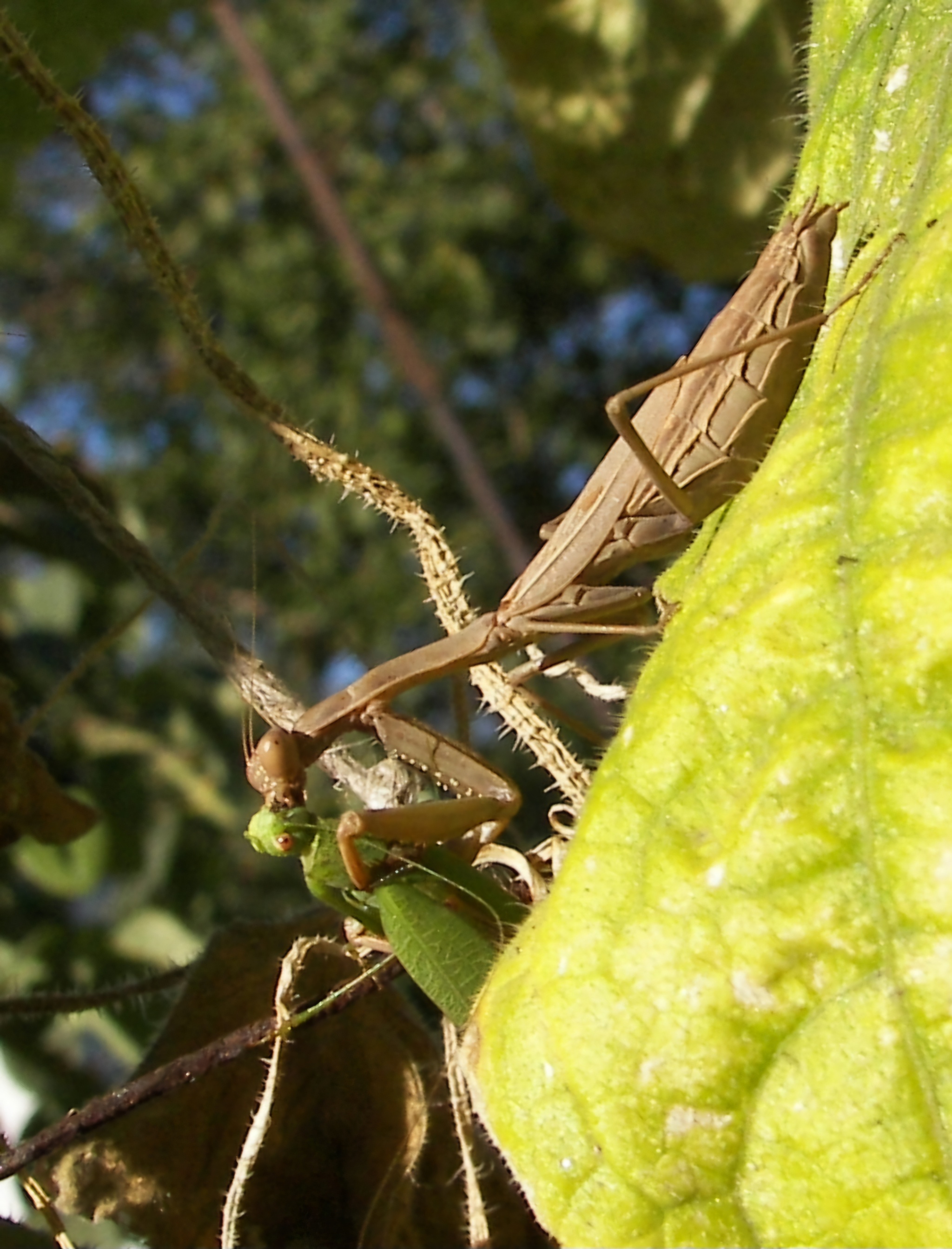 Watching with the persistent gaze of compound eyes - My, Entomology, Insects, Mantis, Macro photography, Steppe, Informative, Predatory animals, Mobile photography, Longpost