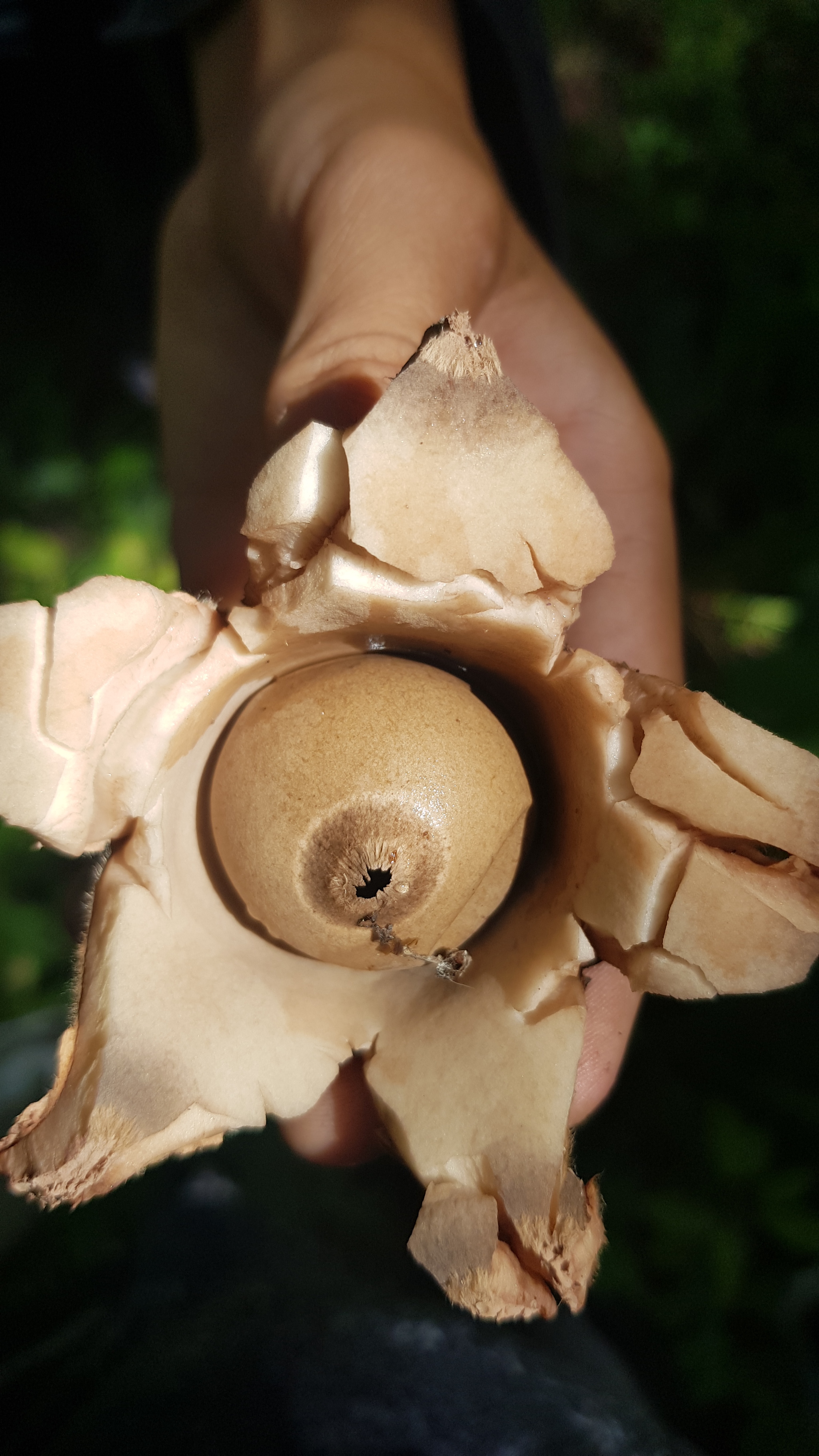 First successful trip to the forest - My, Silent hunt, Mushroom pickers, Tatarstan, Peace of mind, Longpost, Mushrooms