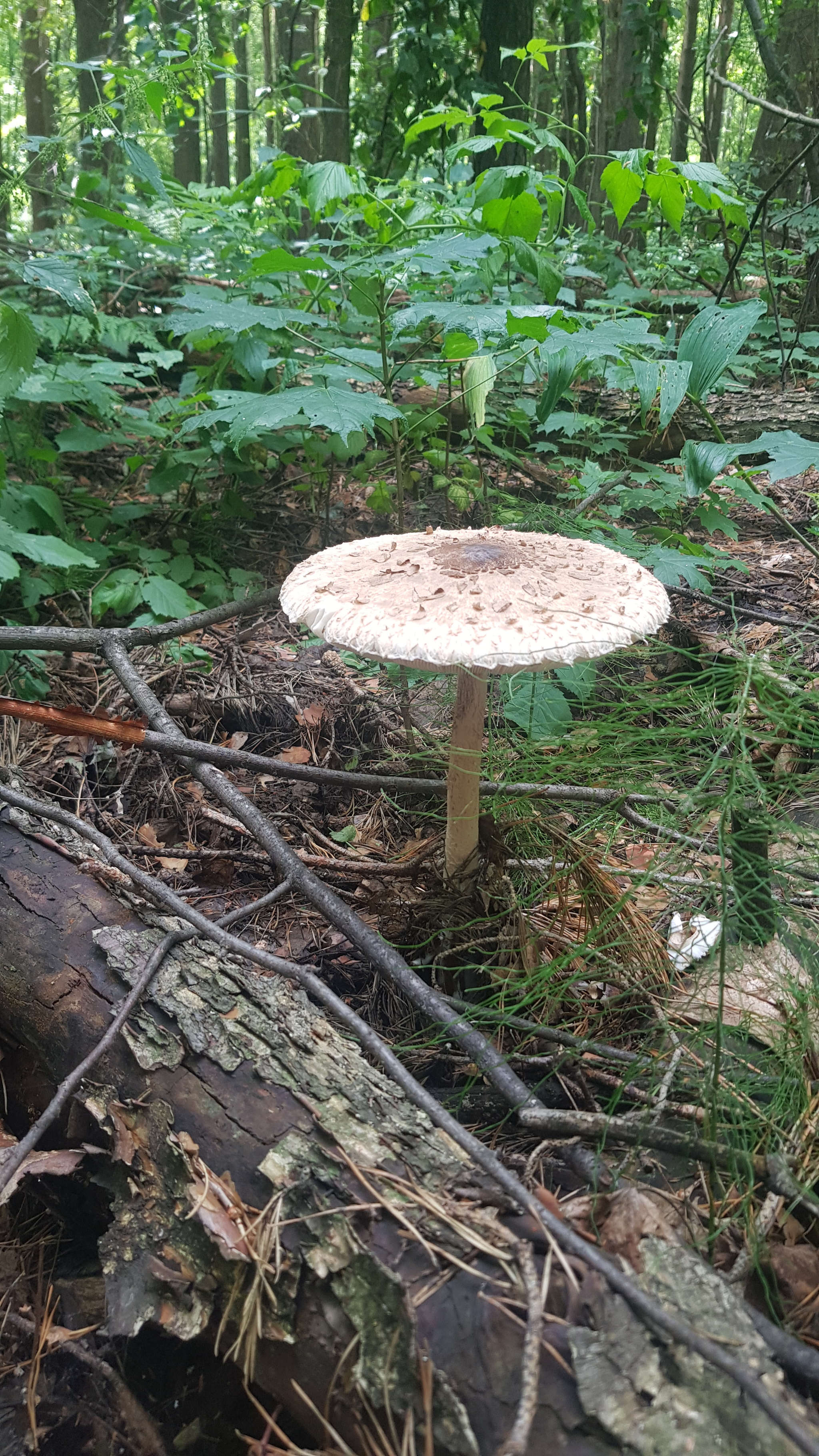 First successful trip to the forest - My, Silent hunt, Mushroom pickers, Tatarstan, Peace of mind, Longpost, Mushrooms