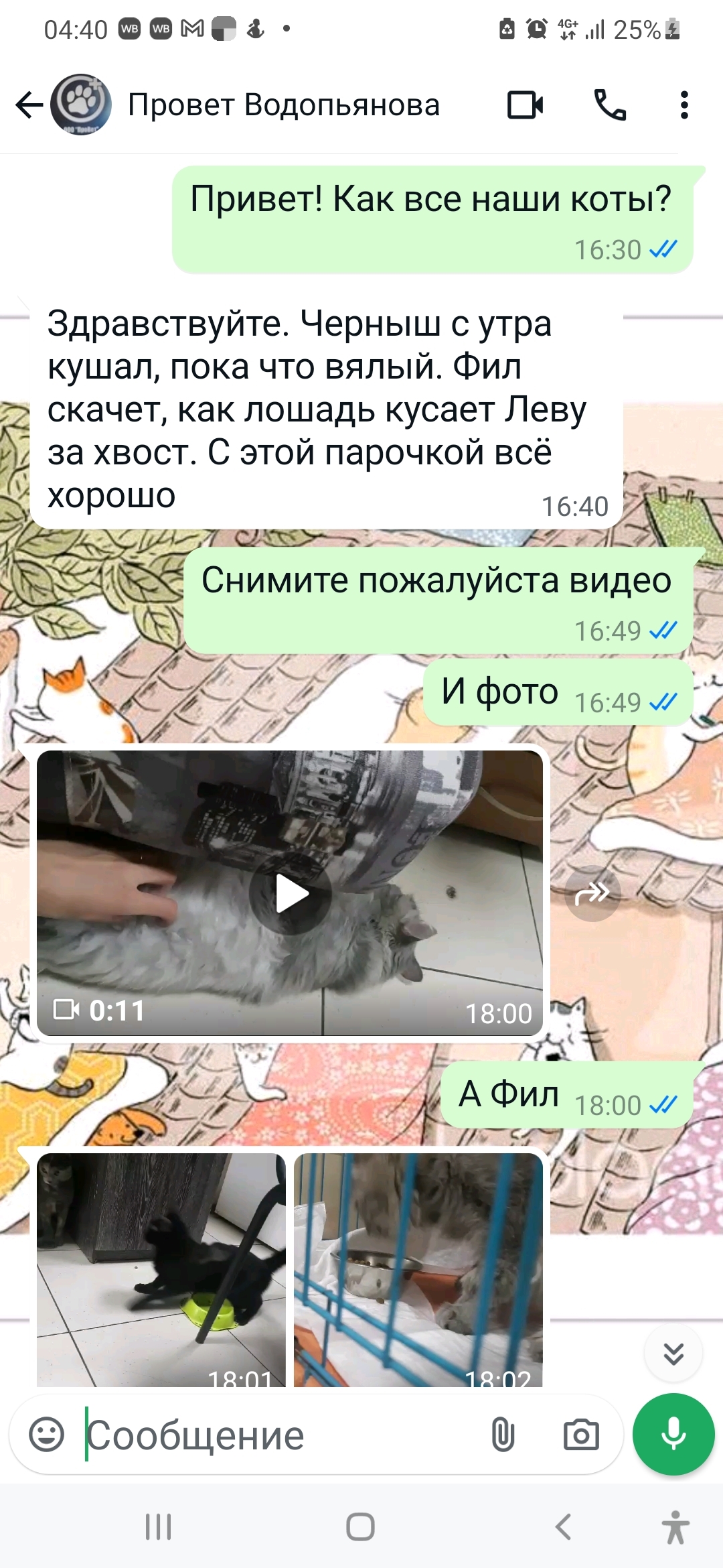 Continuation of the post “Paralyzed cat. Thrown under the door... - My, Krasnoyarsk, Abandoned, The rescue, Black cat, cat, Paralysis, Nervous system, Vet clinic, Animal shelter, Helping animals, A wave of posts, Phil, Kindness, Reply to post, Longpost