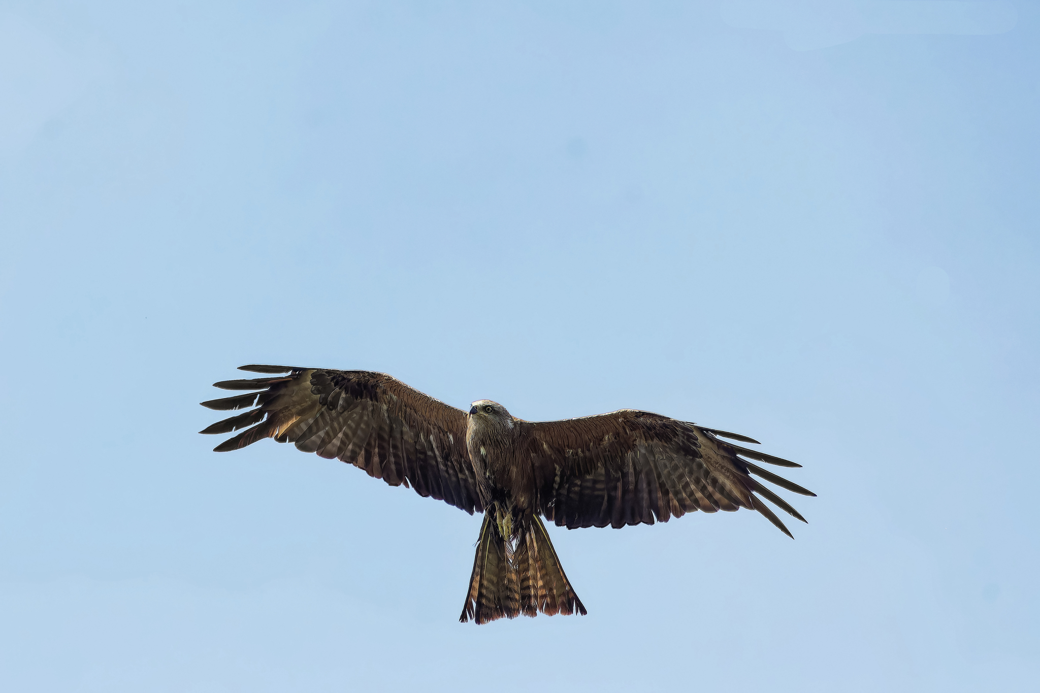 No changes - My, The nature of Russia, Nature, Photo hunting, Birds, Hobby, Summer, wildlife, Ornithology League, Bird watching, Predator birds, Longpost