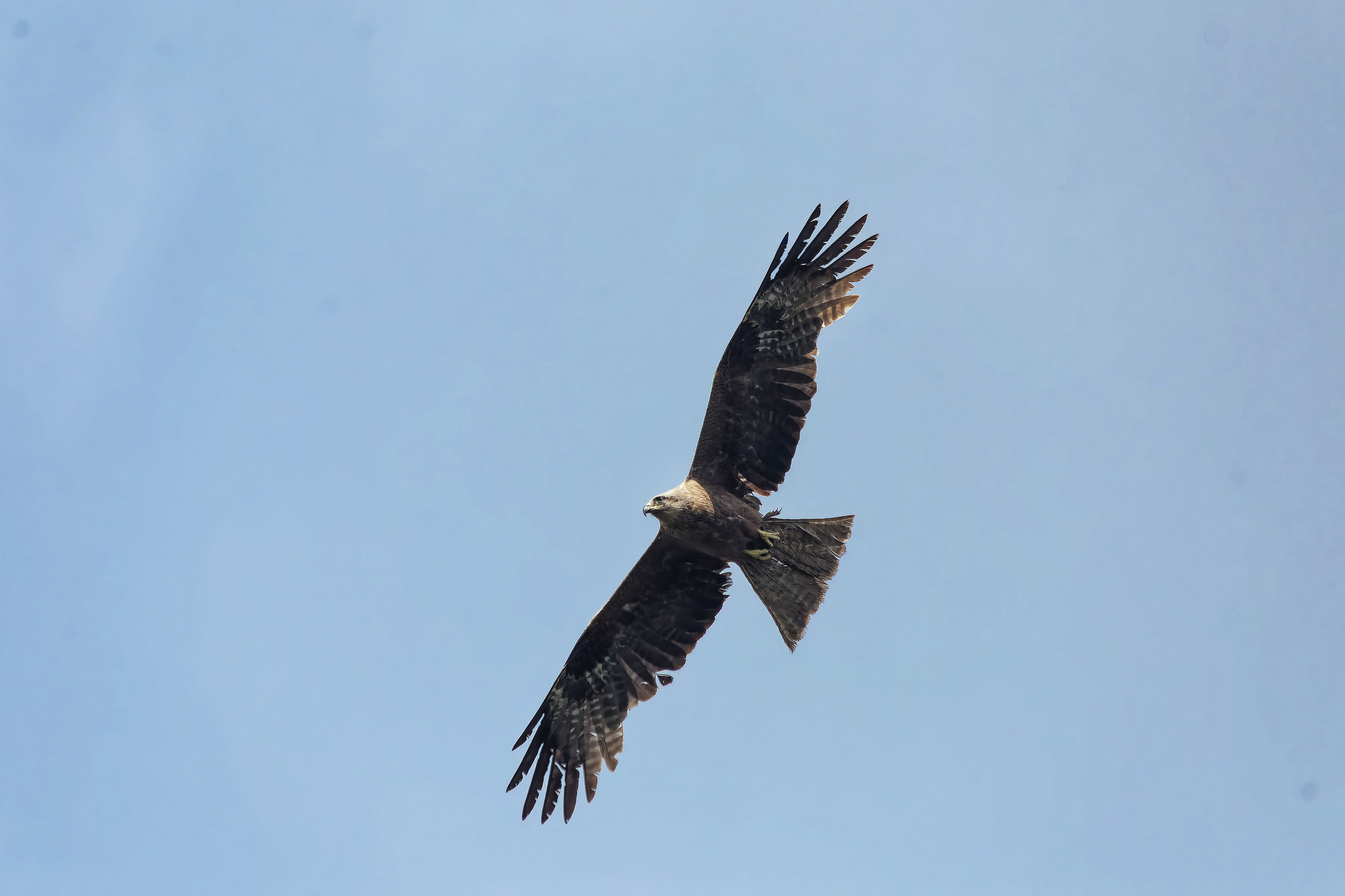 No changes - My, The nature of Russia, Nature, Photo hunting, Birds, Hobby, Summer, wildlife, Ornithology League, Bird watching, Predator birds, Longpost