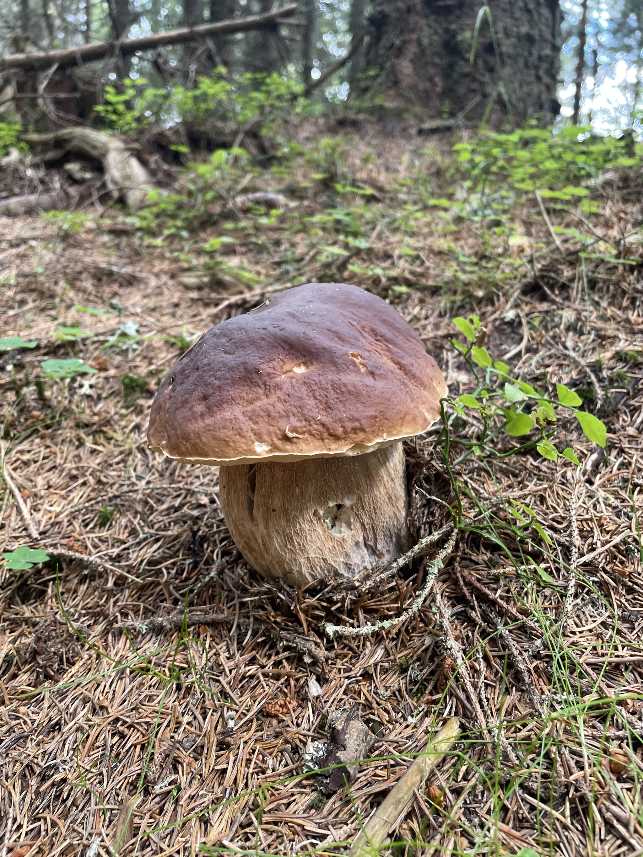 Hiking Austria: Stuhleck Gipfel - My, Hike, The mountains, Alps, Height, Friends, Travels, Austria, Climbing, Nature, Mushrooms, People, Forest, The photo, Longpost