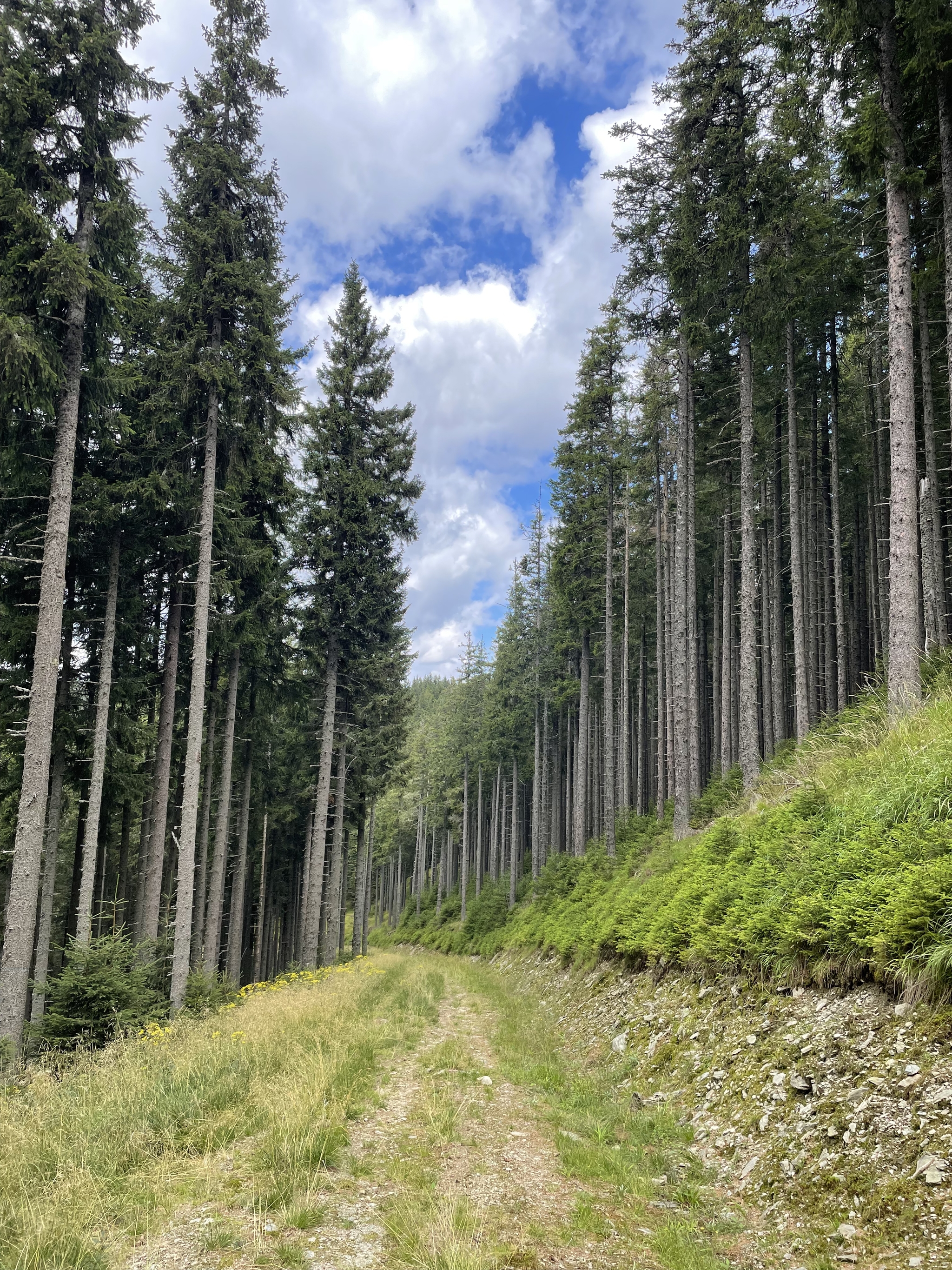 Hiking Austria: Stuhleck Gipfel - My, Hike, The mountains, Alps, Height, Friends, Travels, Austria, Climbing, Nature, Mushrooms, People, Forest, The photo, Longpost