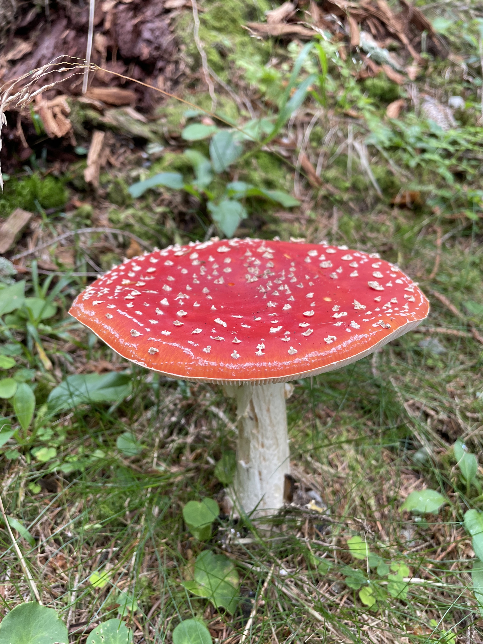 Hiking Austria: Stuhleck Gipfel - My, Hike, The mountains, Alps, Height, Friends, Travels, Austria, Climbing, Nature, Mushrooms, People, Forest, The photo, Longpost