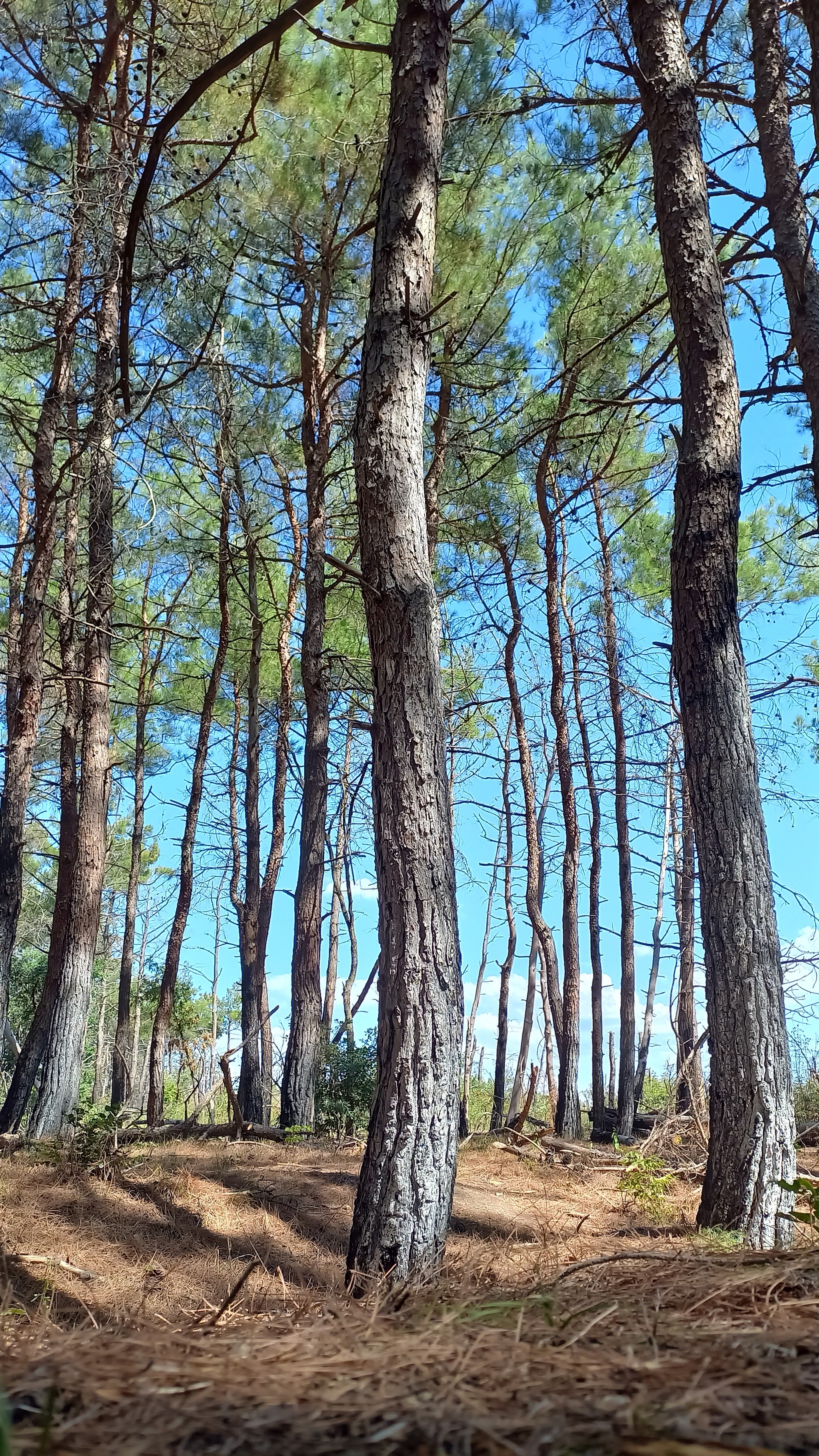 Pines - My, Forest, Pine, Black Sea, Gelendzhik