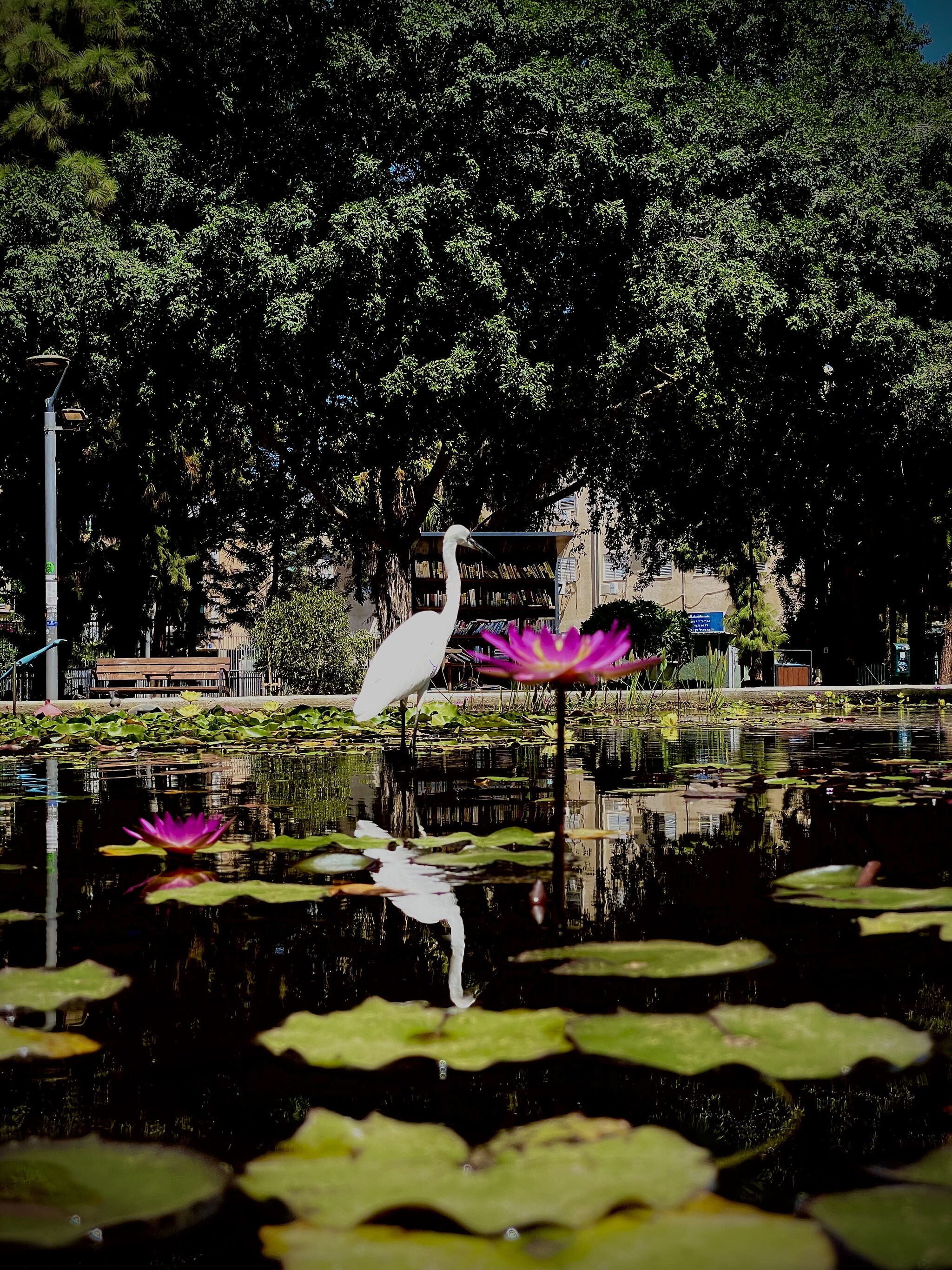 Urban ornithology - My, Mobile photography, Egret, The park, Town, Longpost