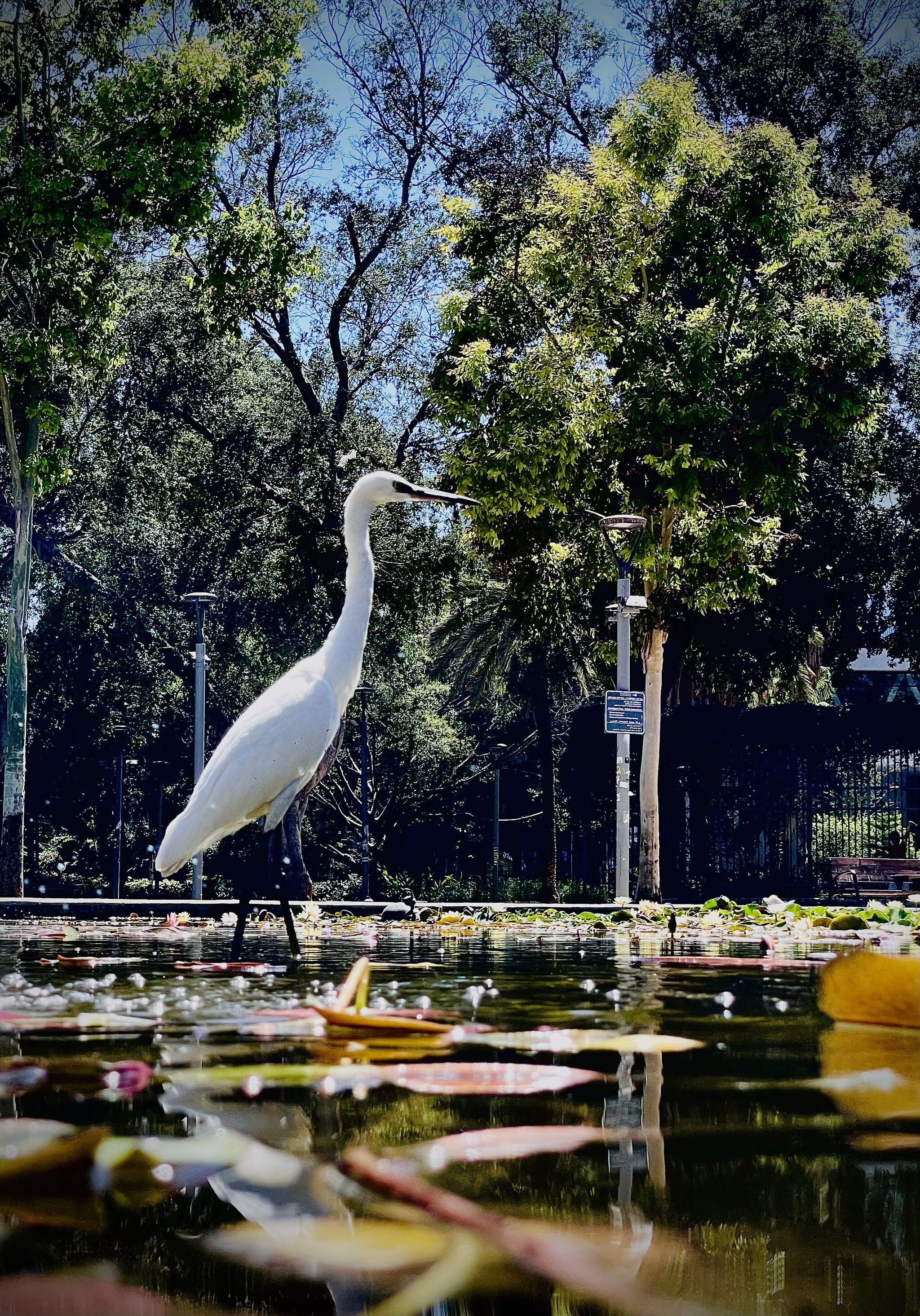 Urban ornithology - My, Mobile photography, Egret, The park, Town, Longpost