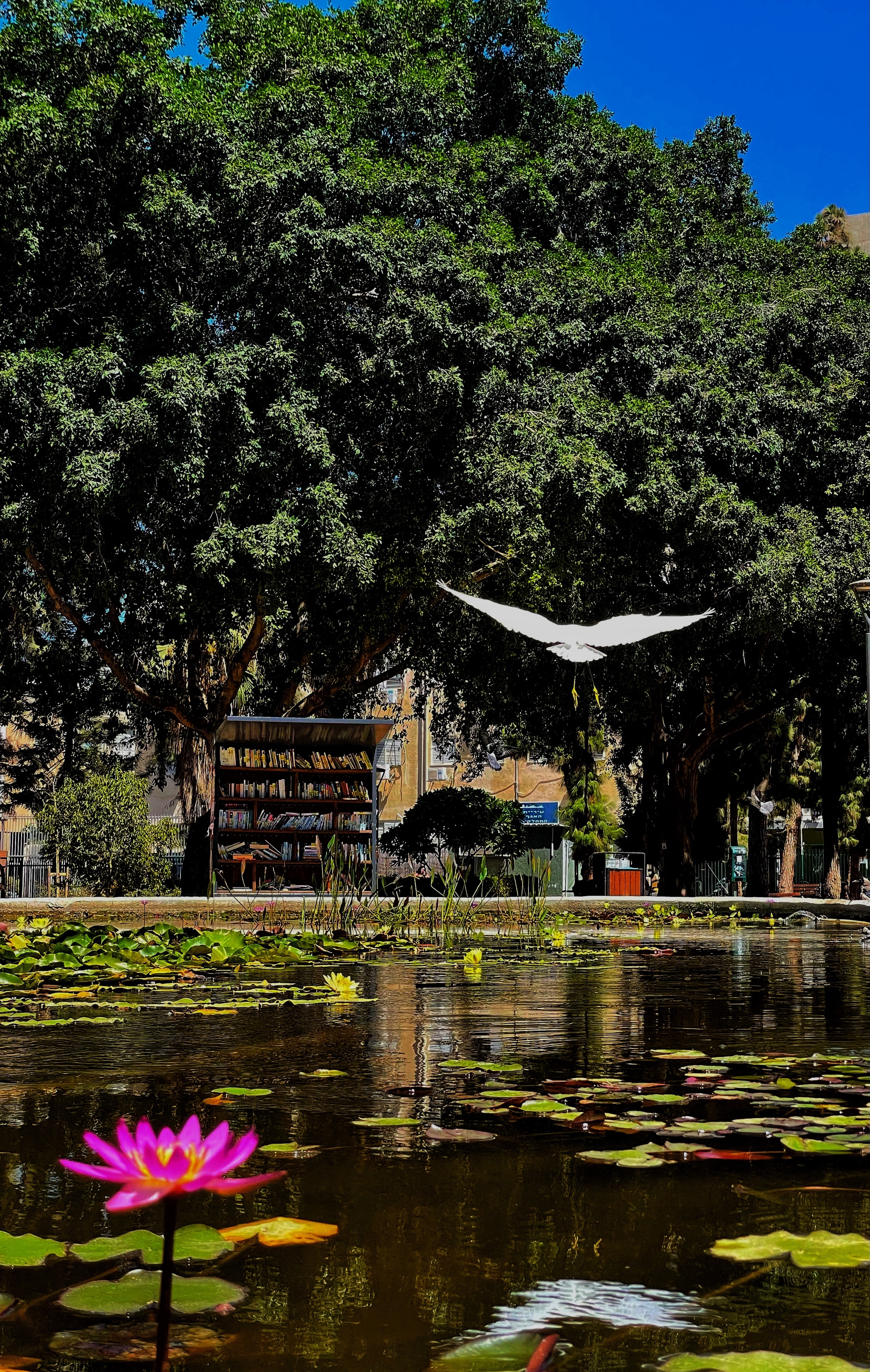 Urban ornithology - My, Mobile photography, Egret, The park, Town, Longpost