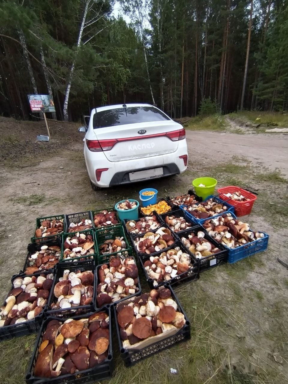 Silent hunting. Porcini mushroom season 2024. Siberia - My, Silent hunt, Mushrooms, Forest, Weekend, Hobby, Longpost