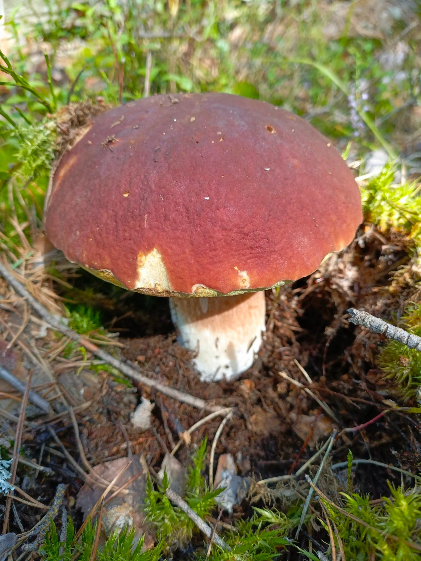 Silent hunting. Porcini mushroom season 2024. Siberia - My, Silent hunt, Mushrooms, Forest, Weekend, Hobby, Longpost