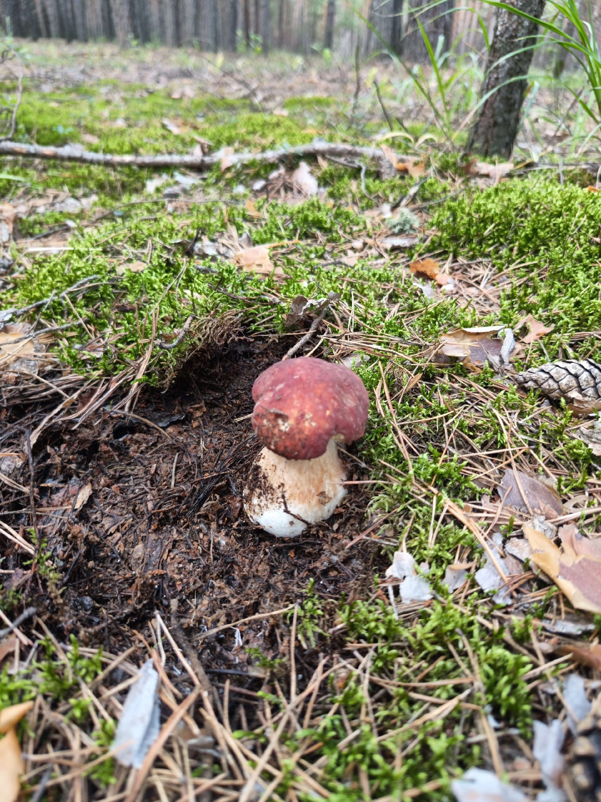 Silent hunting. Porcini mushroom season 2024. Siberia - My, Silent hunt, Mushrooms, Forest, Weekend, Hobby, Longpost