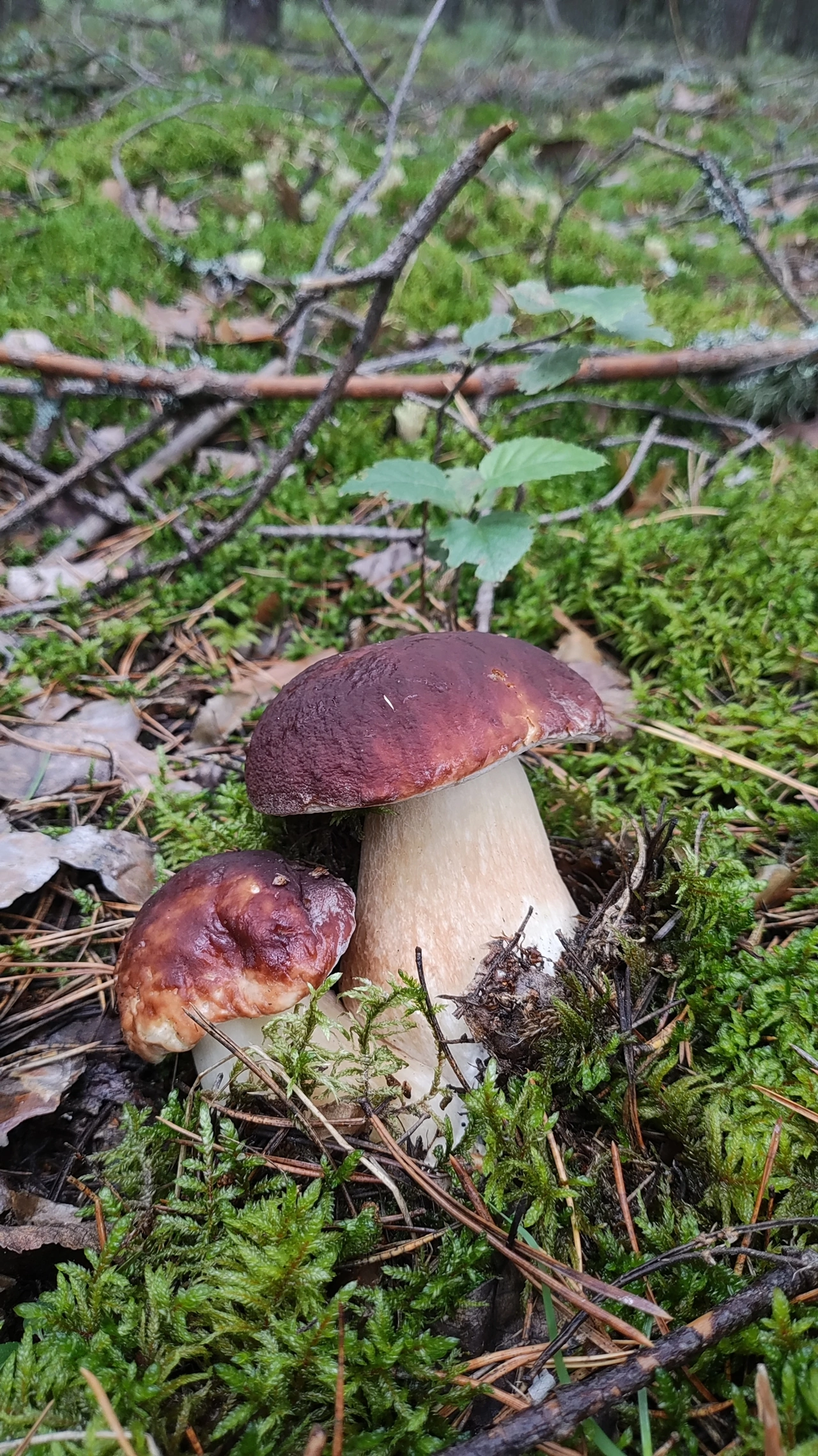 Silent hunting. Porcini mushroom season 2024. Siberia - My, Silent hunt, Mushrooms, Forest, Weekend, Hobby, Longpost