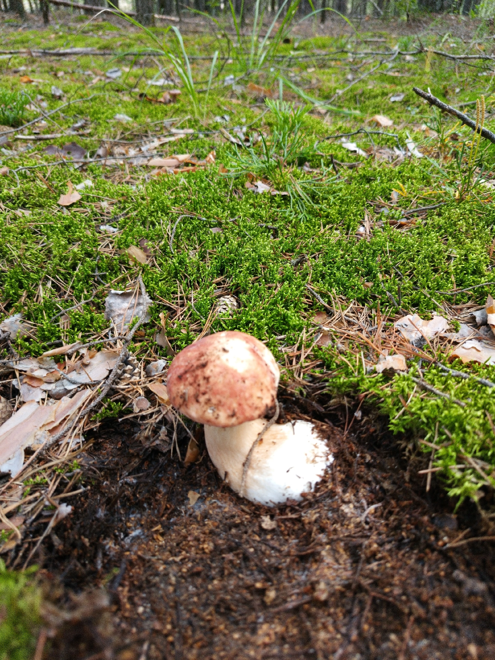 Silent hunting. Porcini mushroom season 2024. Siberia - My, Silent hunt, Mushrooms, Forest, Weekend, Hobby, Longpost