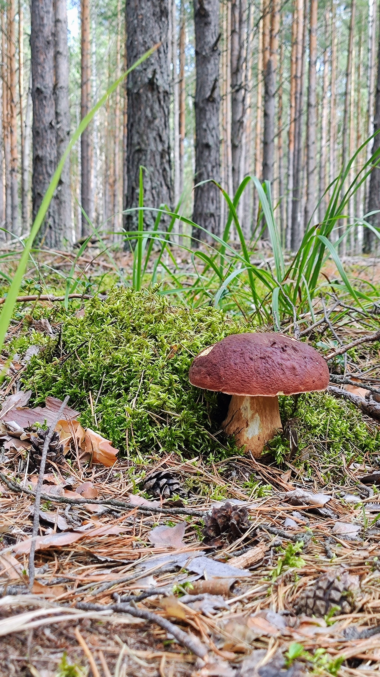 Silent hunting. Porcini mushroom season 2024. Siberia - My, Silent hunt, Mushrooms, Forest, Weekend, Hobby, Longpost