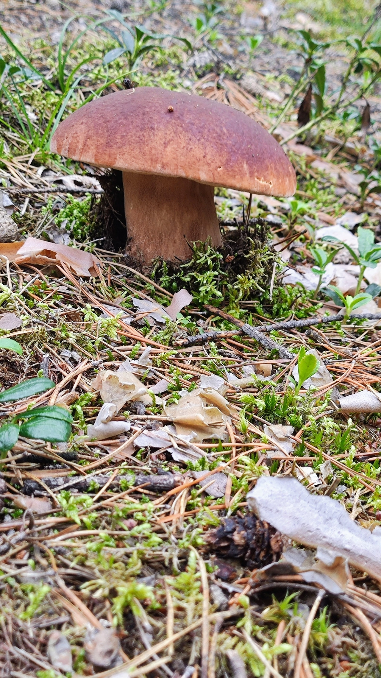 Silent hunting. Porcini mushroom season 2024. Siberia - My, Silent hunt, Mushrooms, Forest, Weekend, Hobby, Longpost