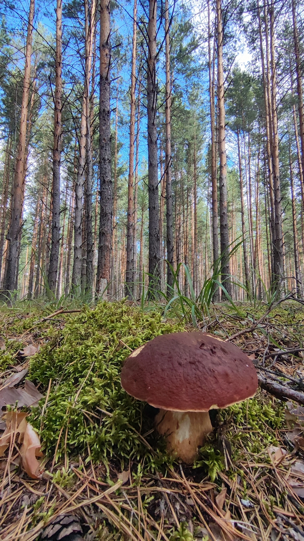 Silent hunting. Porcini mushroom season 2024. Siberia - My, Silent hunt, Mushrooms, Forest, Weekend, Hobby, Longpost