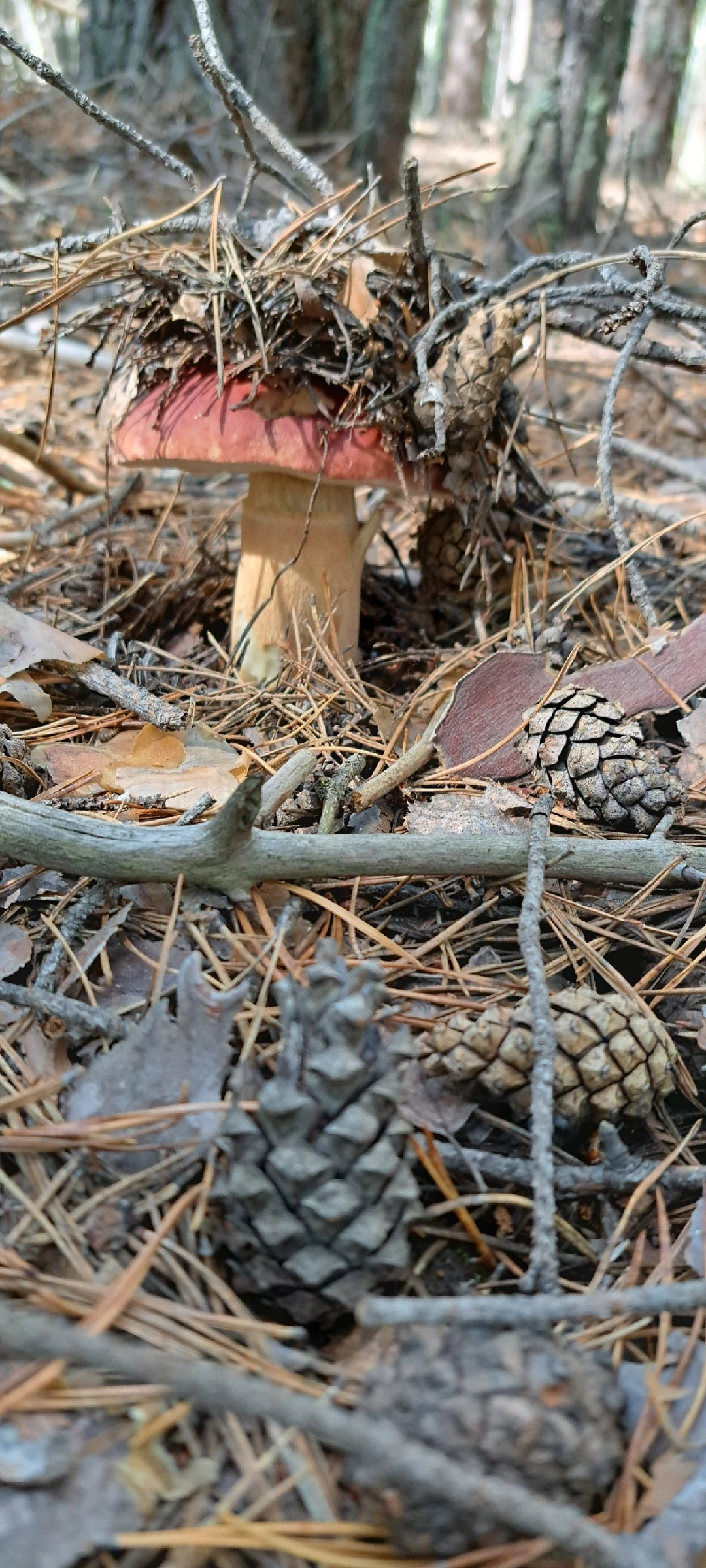 Silent hunting. Porcini mushroom season 2024. Siberia - My, Silent hunt, Mushrooms, Forest, Weekend, Hobby, Longpost