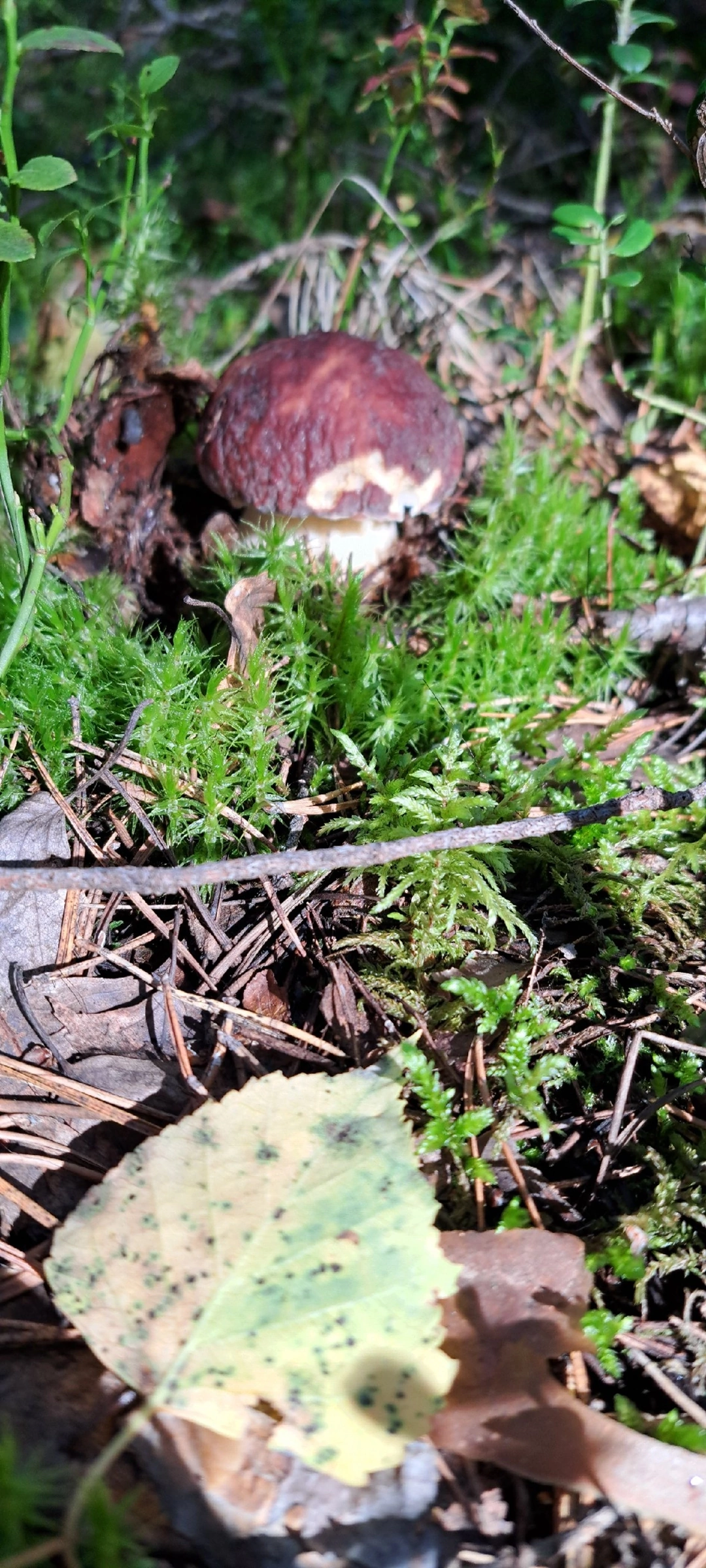 Silent hunting. Porcini mushroom season 2024. Siberia - My, Silent hunt, Mushrooms, Forest, Weekend, Hobby, Longpost