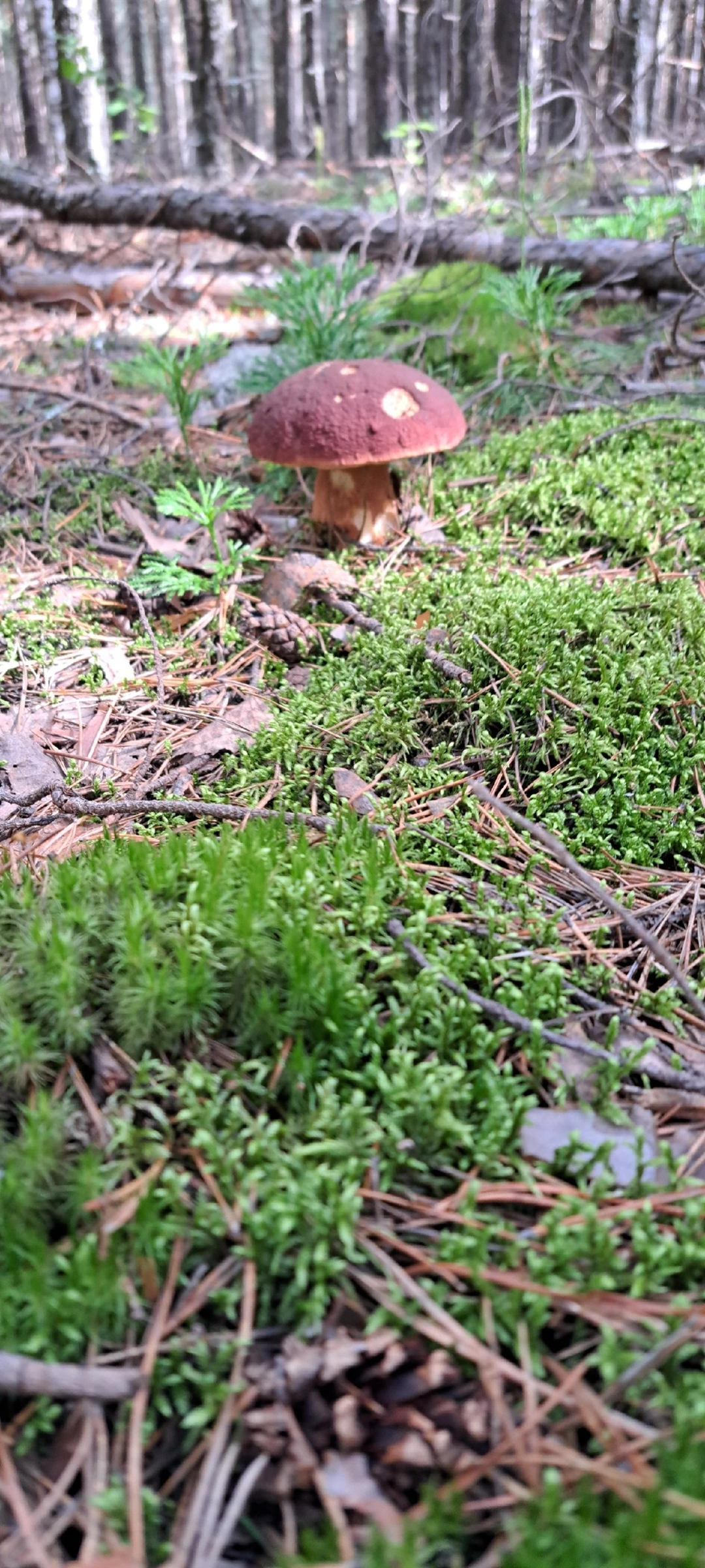 Silent hunting. Porcini mushroom season 2024. Siberia - My, Silent hunt, Mushrooms, Forest, Weekend, Hobby, Longpost