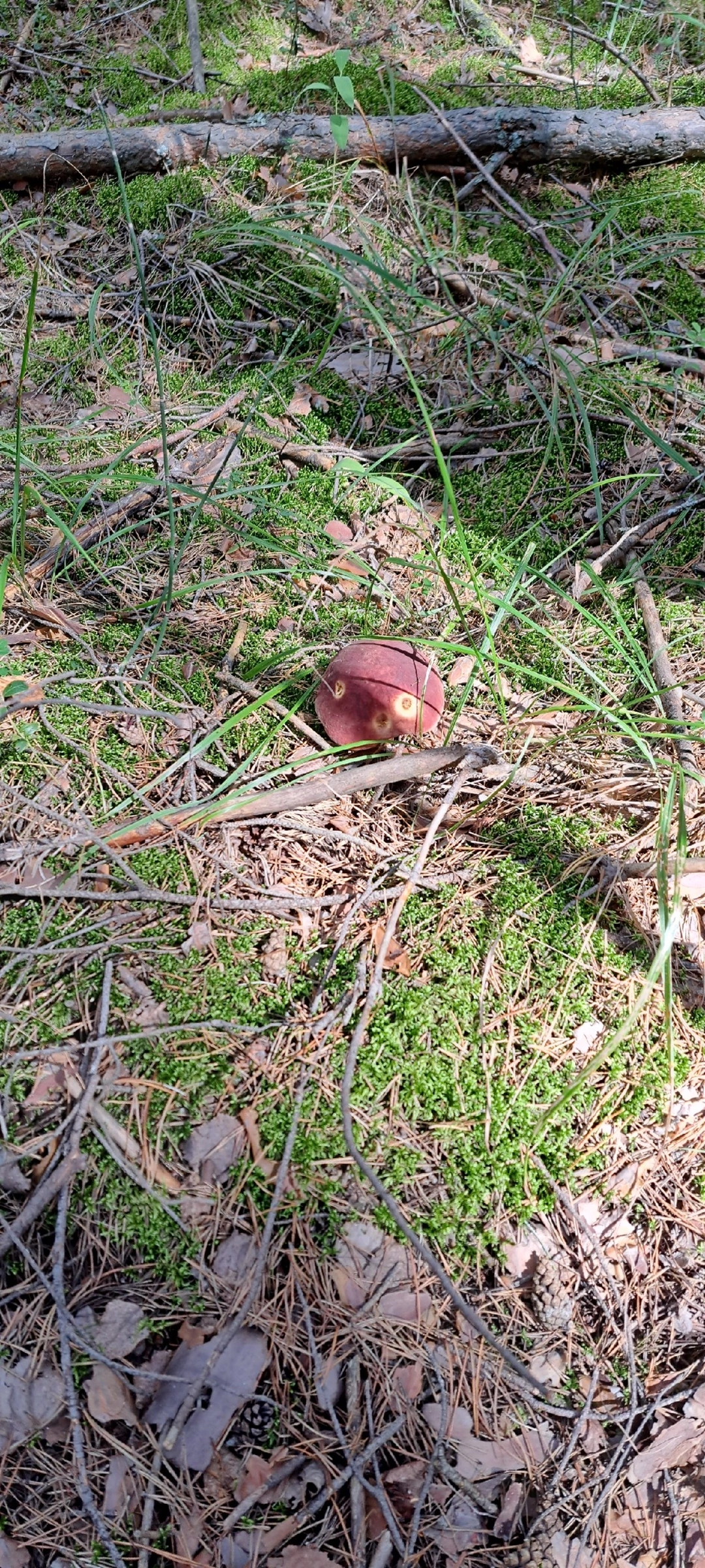 Silent hunting. Porcini mushroom season 2024. Siberia - My, Silent hunt, Mushrooms, Forest, Weekend, Hobby, Longpost