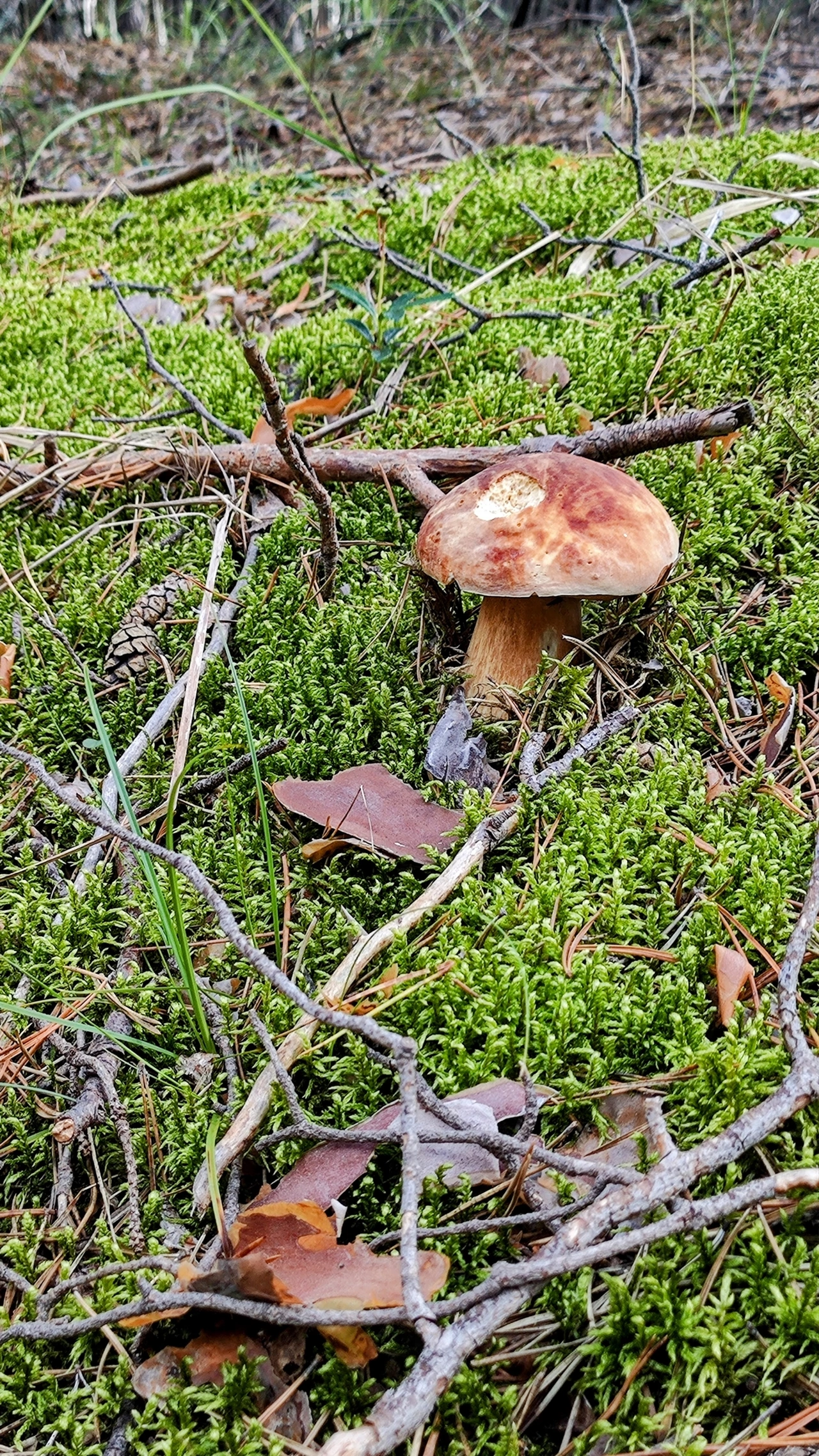 Silent hunting. Porcini mushroom season 2024. Siberia - My, Silent hunt, Mushrooms, Forest, Weekend, Hobby, Longpost