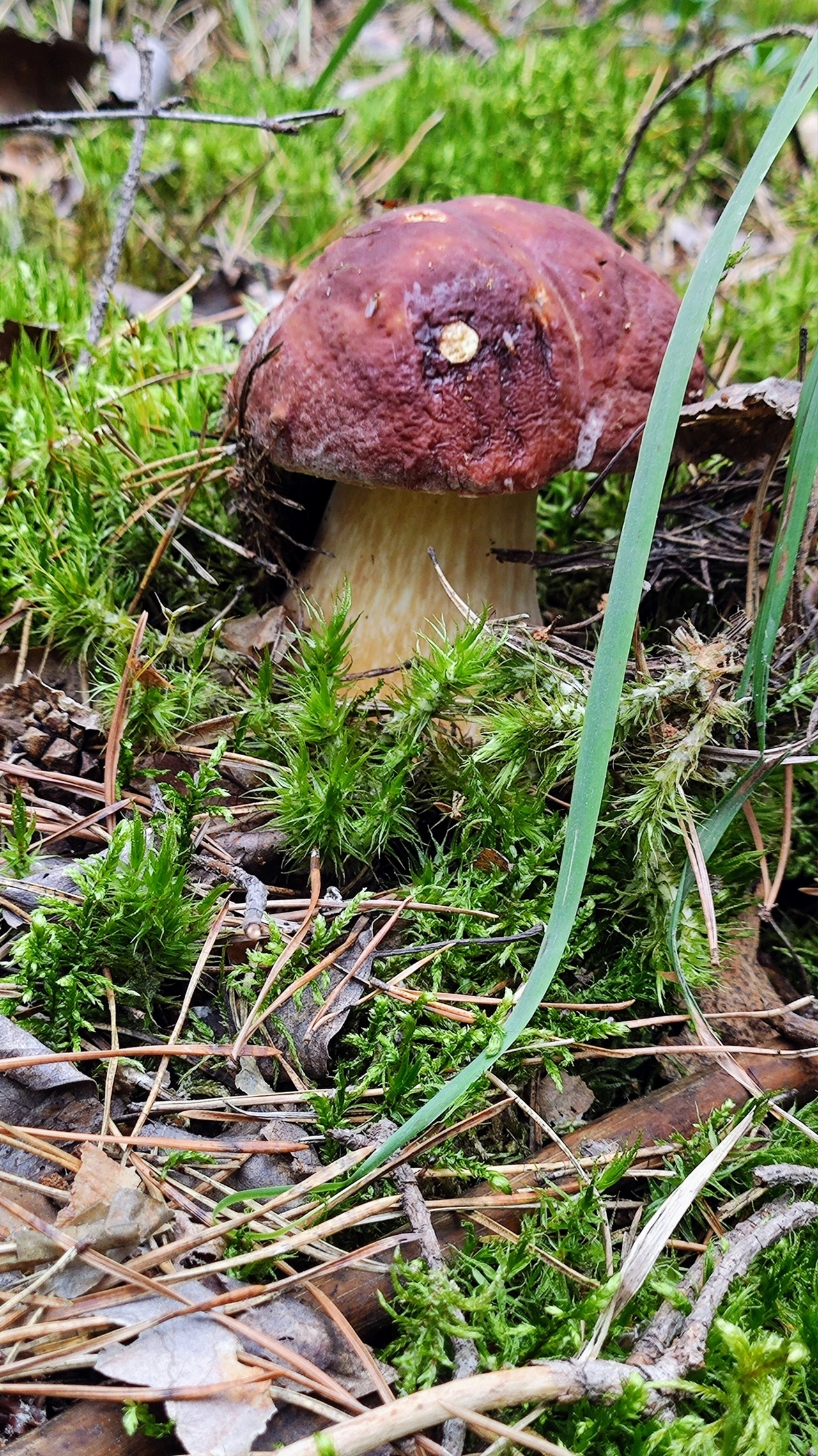 Silent hunting. Porcini mushroom season 2024. Siberia - My, Silent hunt, Mushrooms, Forest, Weekend, Hobby, Longpost