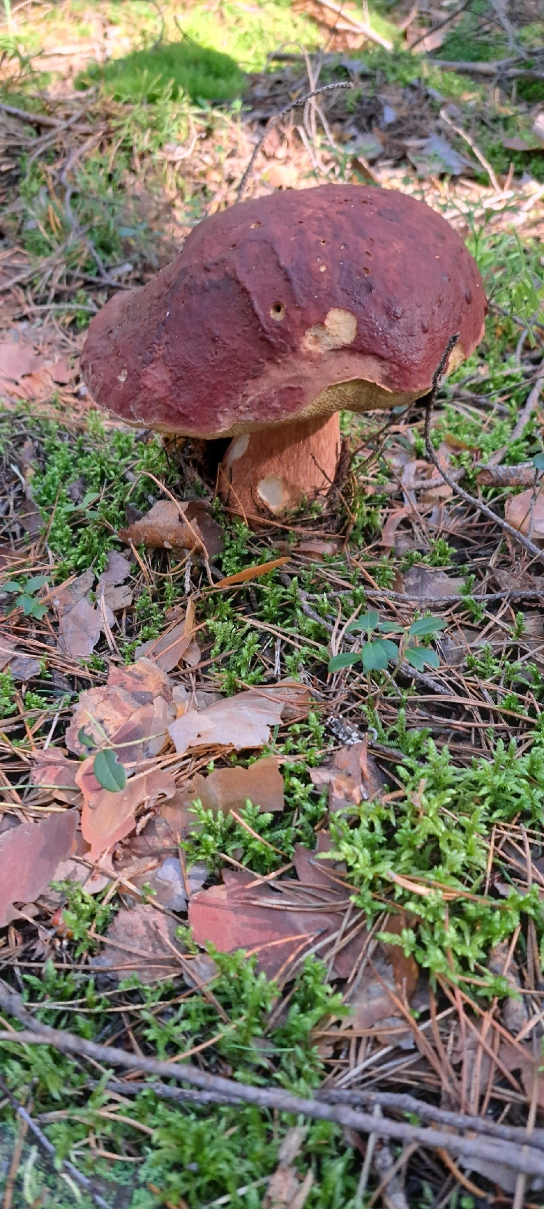 Silent hunting. Porcini mushroom season 2024. Siberia - My, Silent hunt, Mushrooms, Forest, Weekend, Hobby, Longpost