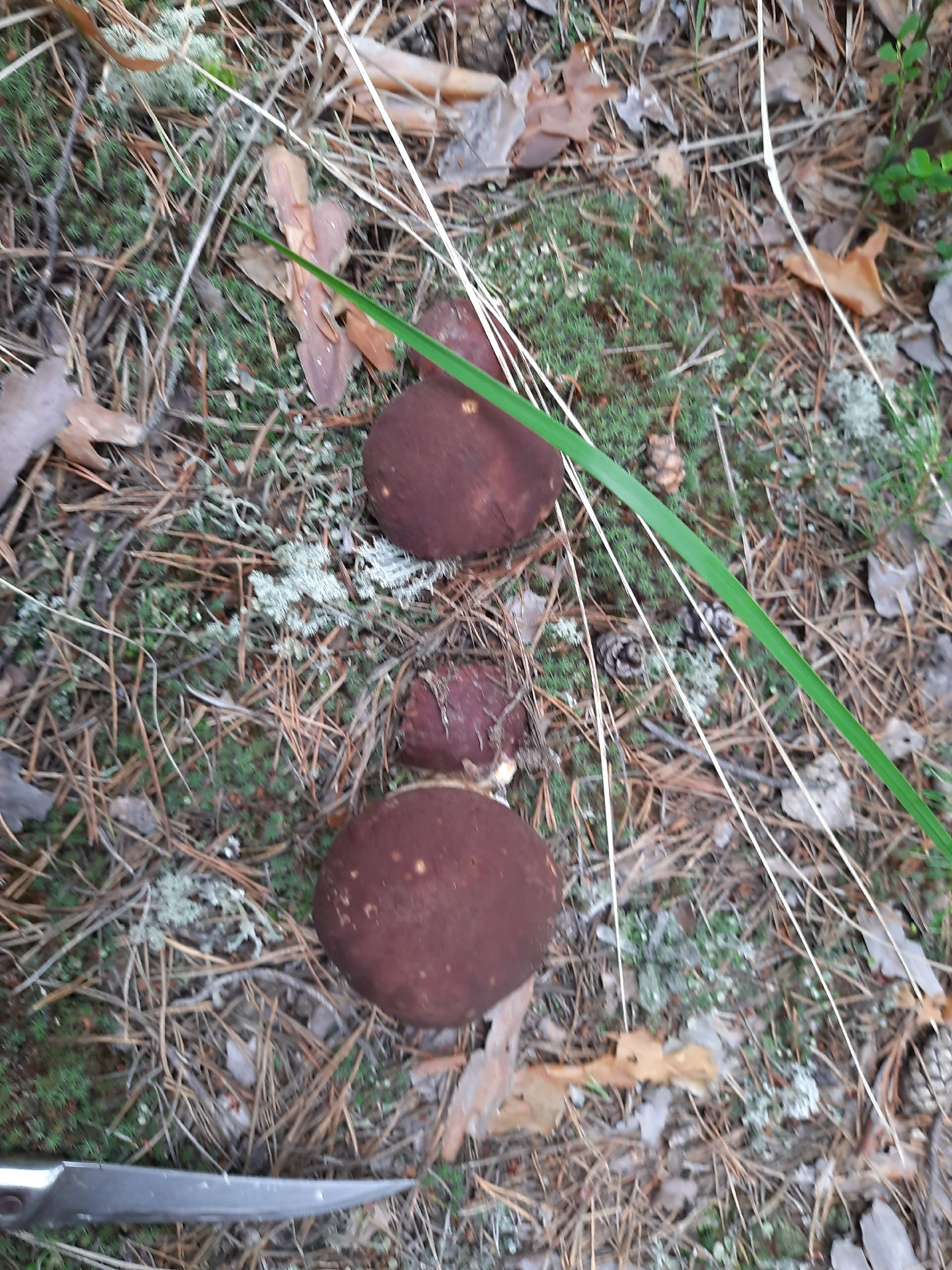 Silent hunting. Porcini mushroom season 2024. Siberia - My, Silent hunt, Mushrooms, Forest, Weekend, Hobby, Longpost