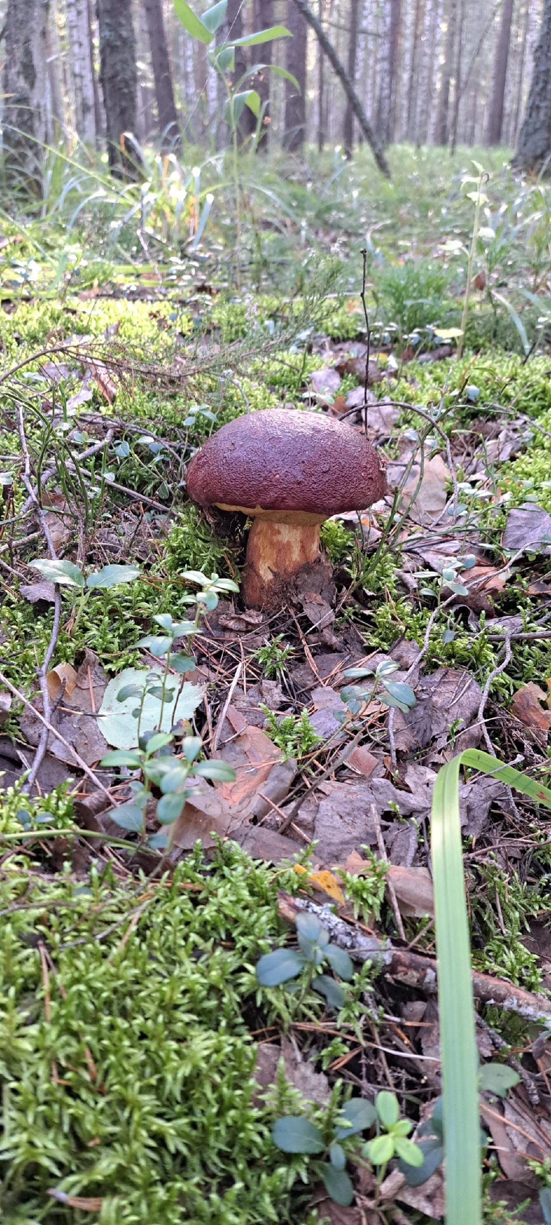 Silent hunting. Porcini mushroom season 2024. Siberia - My, Silent hunt, Mushrooms, Forest, Weekend, Hobby, Longpost