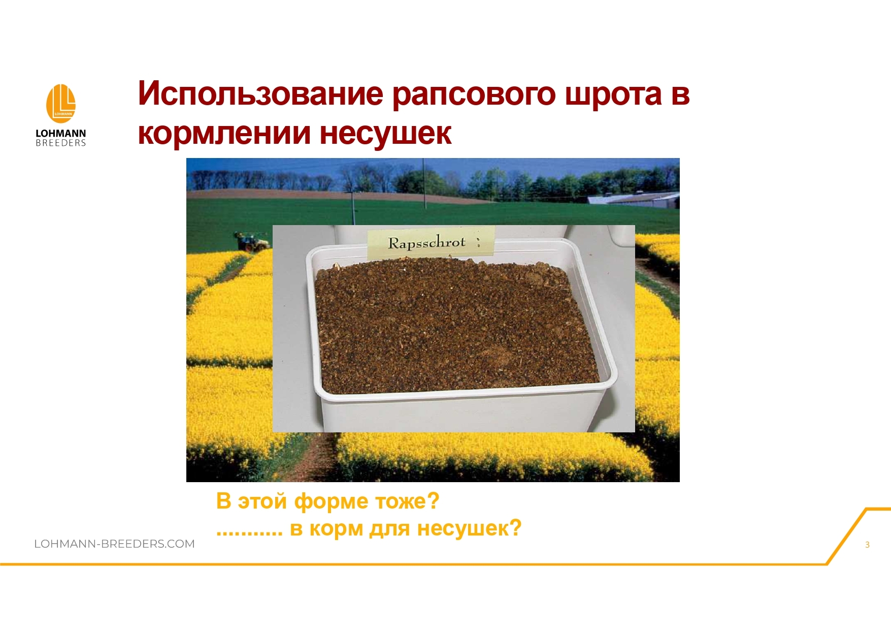 Rapeseed in feeding laying hens - latest questions and practical information - advantages or dangers of use - Сельское хозяйство, Hen, Village, Birds, Telegram (link), Village, Longpost