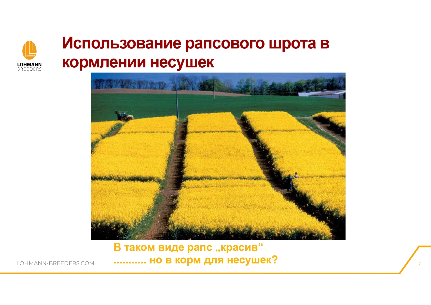 Rapeseed in feeding laying hens - latest questions and practical information - advantages or dangers of use - Сельское хозяйство, Hen, Village, Birds, Telegram (link), Village, Longpost