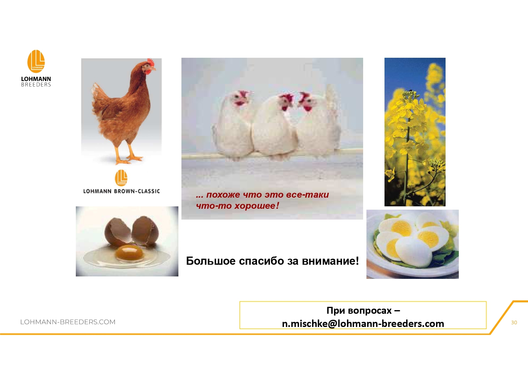 Rapeseed in feeding laying hens - latest questions and practical information - advantages or dangers of use - Сельское хозяйство, Hen, Village, Birds, Telegram (link), Village, Longpost