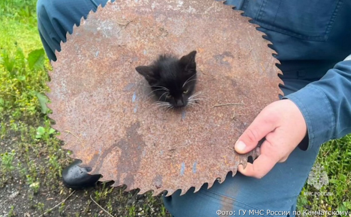 It worked out. Kitten stuck in the hole of a circular saw blade - Animal Rescue, Ministry of Emergency Situations, In good hands, Kittens