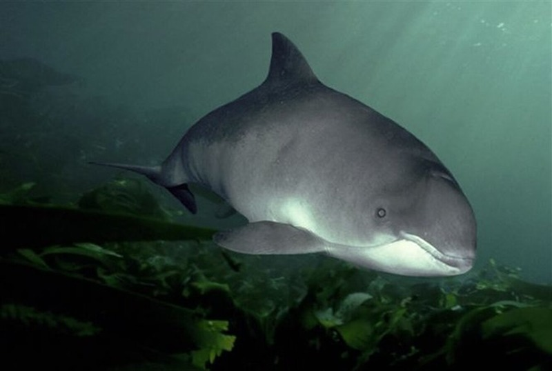 Azovka: Tiny “dolphins” of the Black Sea. For some reason, no one knows about them - Guinea pig, Black Sea, Marine life, Animals, Wild animals, Yandex Zen, Yandex Zen (link), Longpost, Cetaceans