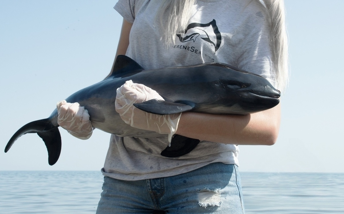 Azovka: Tiny “dolphins” of the Black Sea. For some reason, no one knows about them - Guinea pig, Black Sea, Marine life, Animals, Wild animals, Yandex Zen, Yandex Zen (link), Longpost, Cetaceans