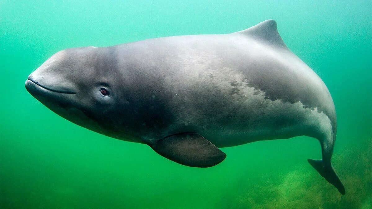 Azovka: Tiny “dolphins” of the Black Sea. For some reason, no one knows about them - Guinea pig, Black Sea, Marine life, Animals, Wild animals, Yandex Zen, Yandex Zen (link), Longpost, Cetaceans