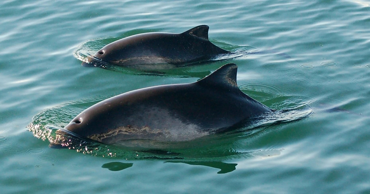 Azovka: Tiny “dolphins” of the Black Sea. For some reason, no one knows about them - Guinea pig, Black Sea, Marine life, Animals, Wild animals, Yandex Zen, Yandex Zen (link), Longpost, Cetaceans