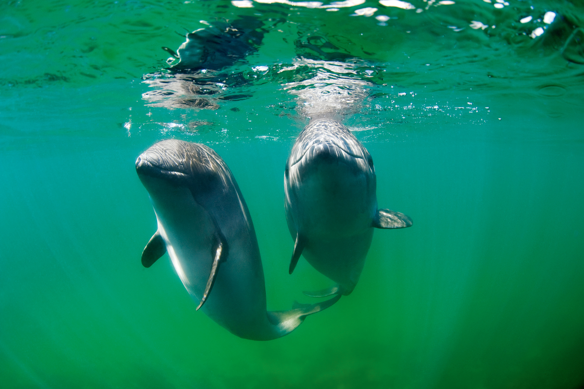 Azovka: Tiny “dolphins” of the Black Sea. For some reason, no one knows about them - Guinea pig, Black Sea, Marine life, Animals, Wild animals, Yandex Zen, Yandex Zen (link), Longpost, Cetaceans